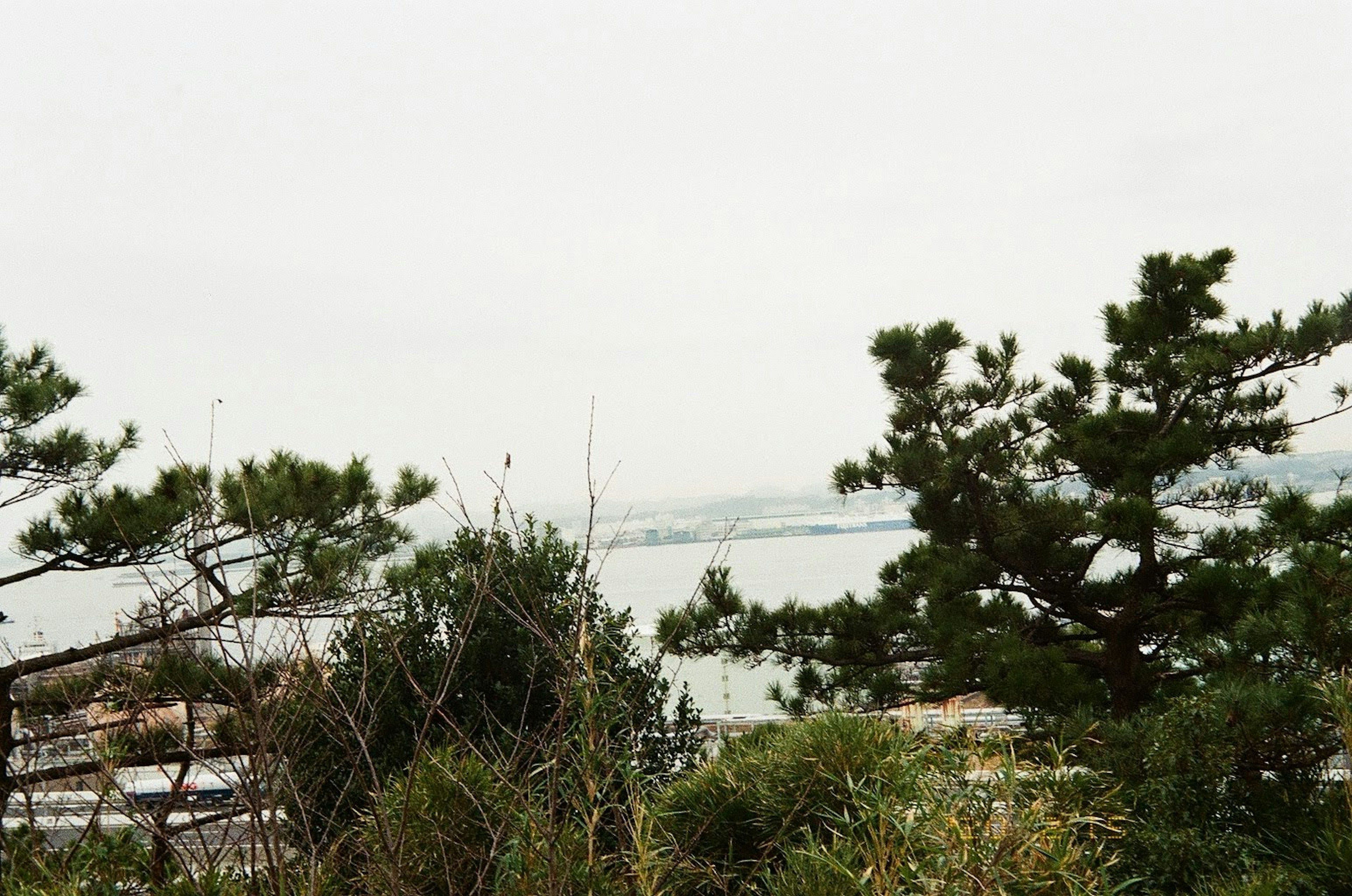 俯瞰大海的樹木風景