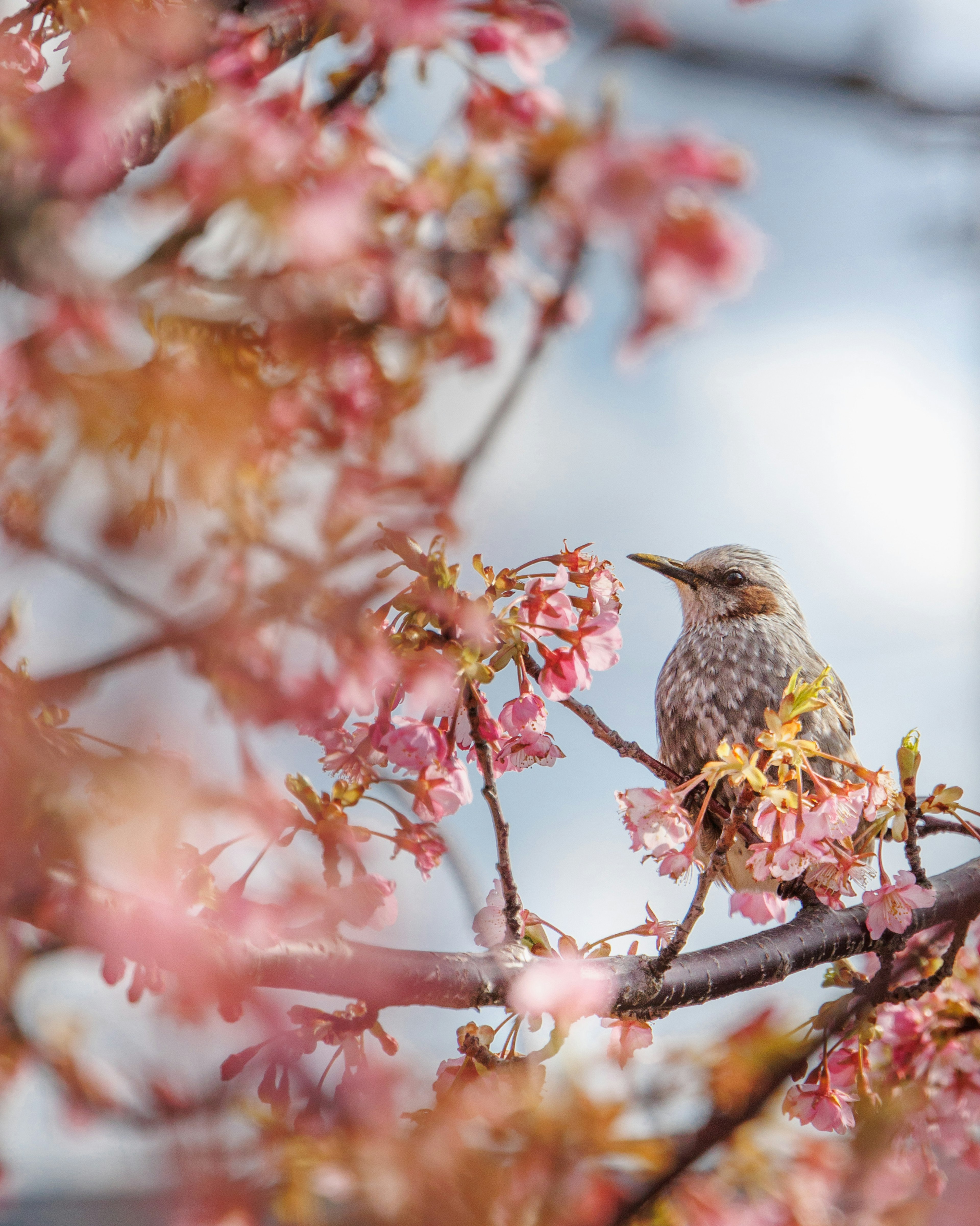 A beautiful photo of a bird perched among cherry blossoms