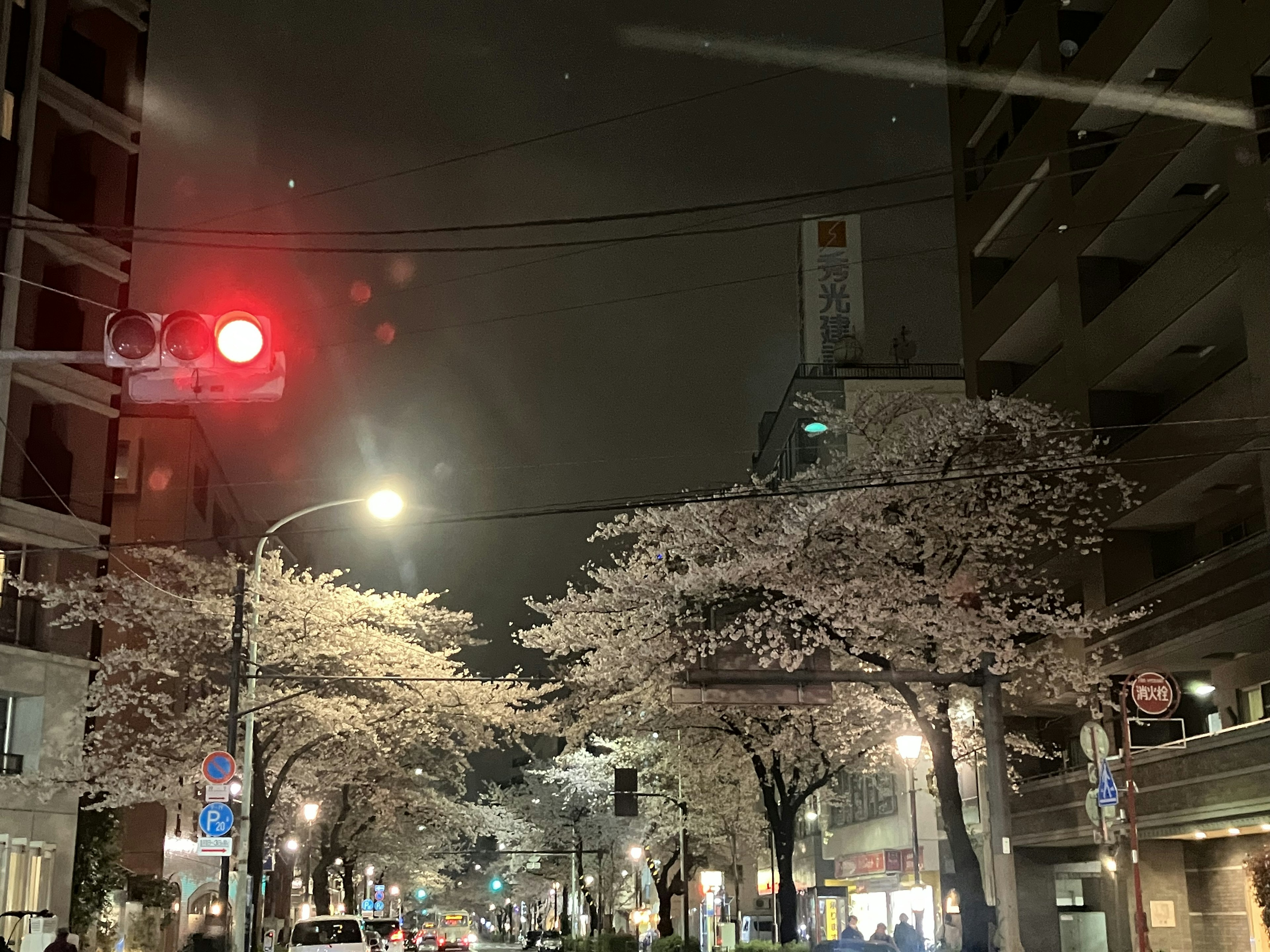 夜桜が咲く街角の風景 赤信号と照明が映える