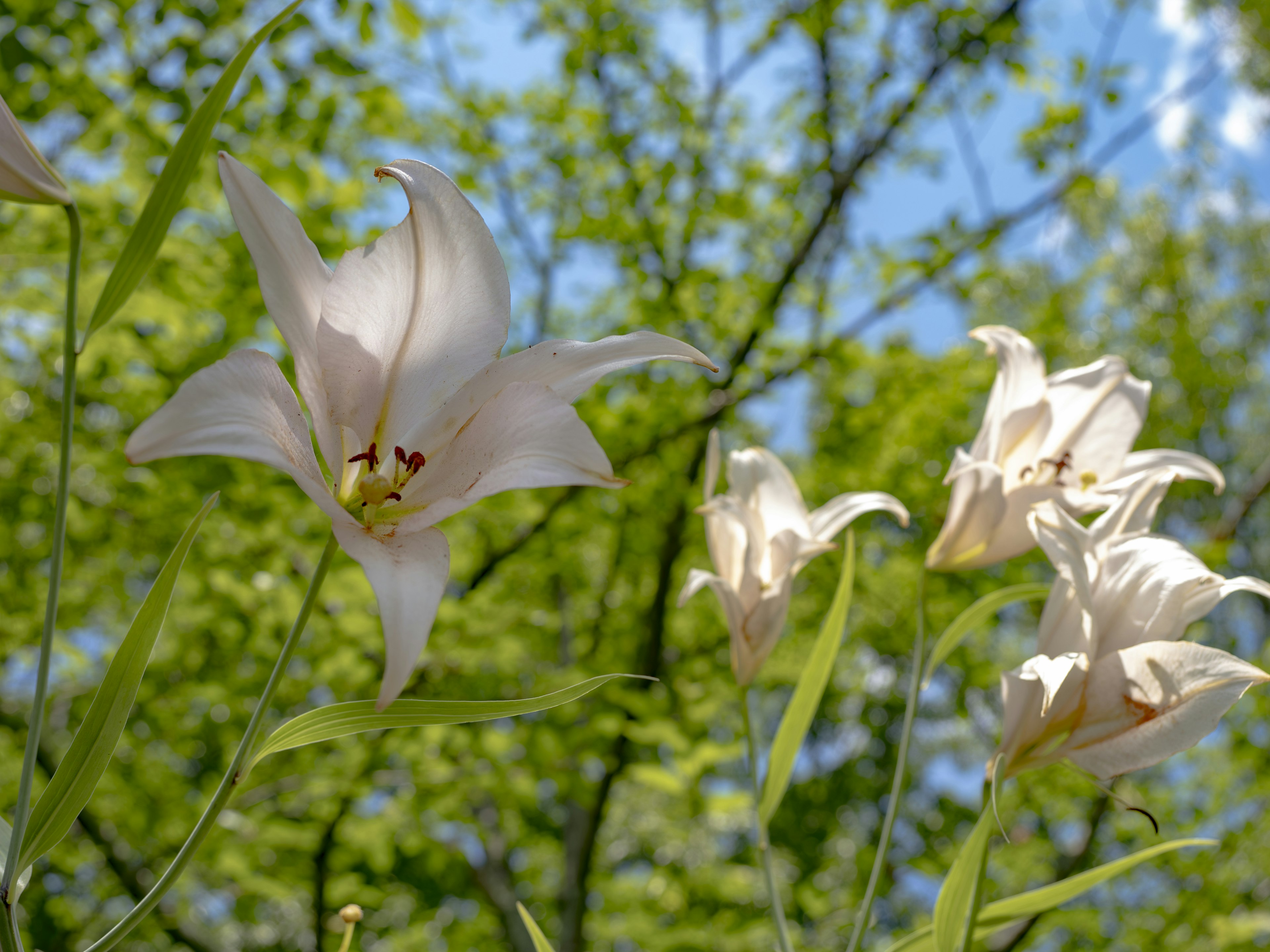 White lilies blooming against a backdrop of green leaves