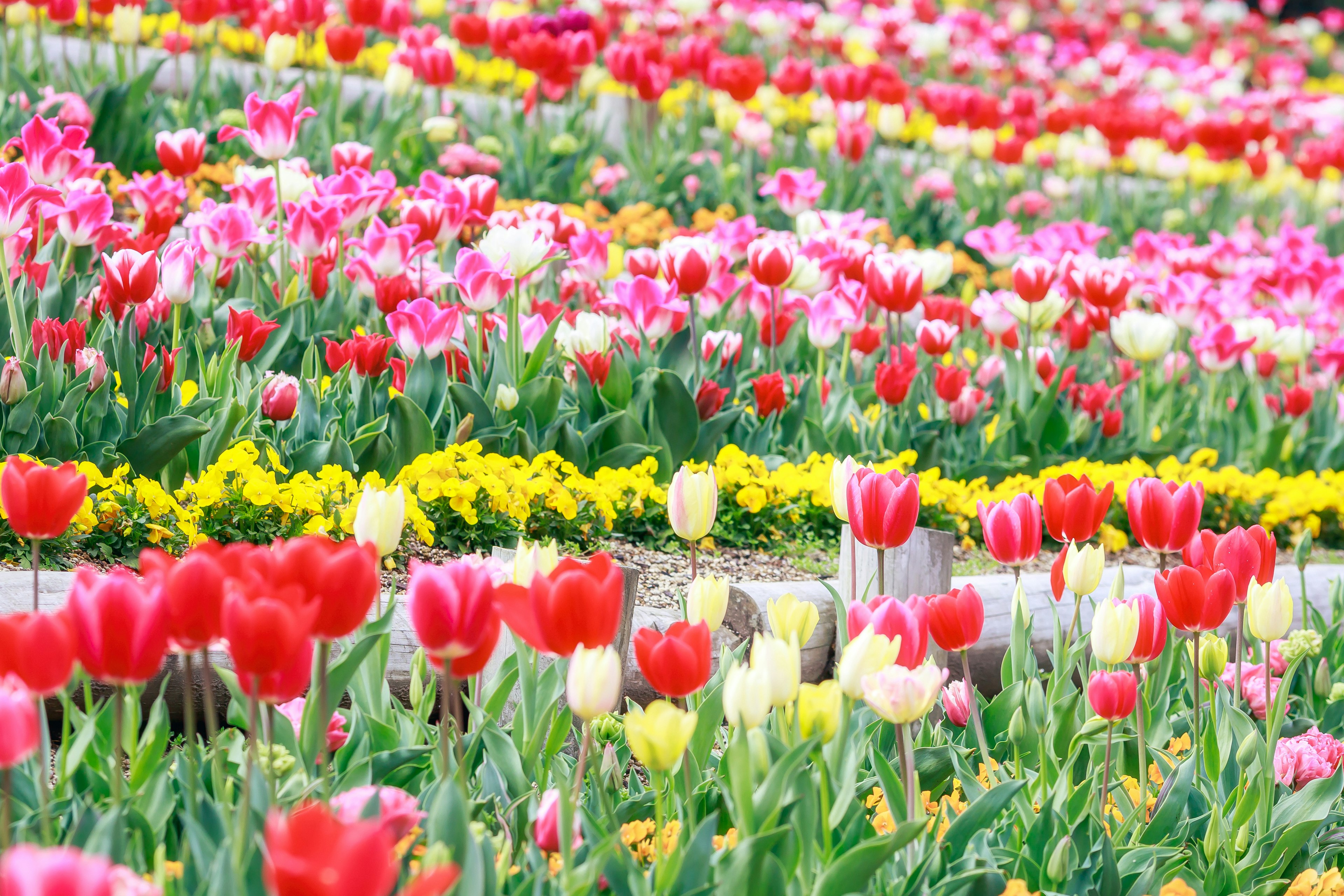 Lebendige Gartenszene mit blühenden Tulpen in verschiedenen Farben