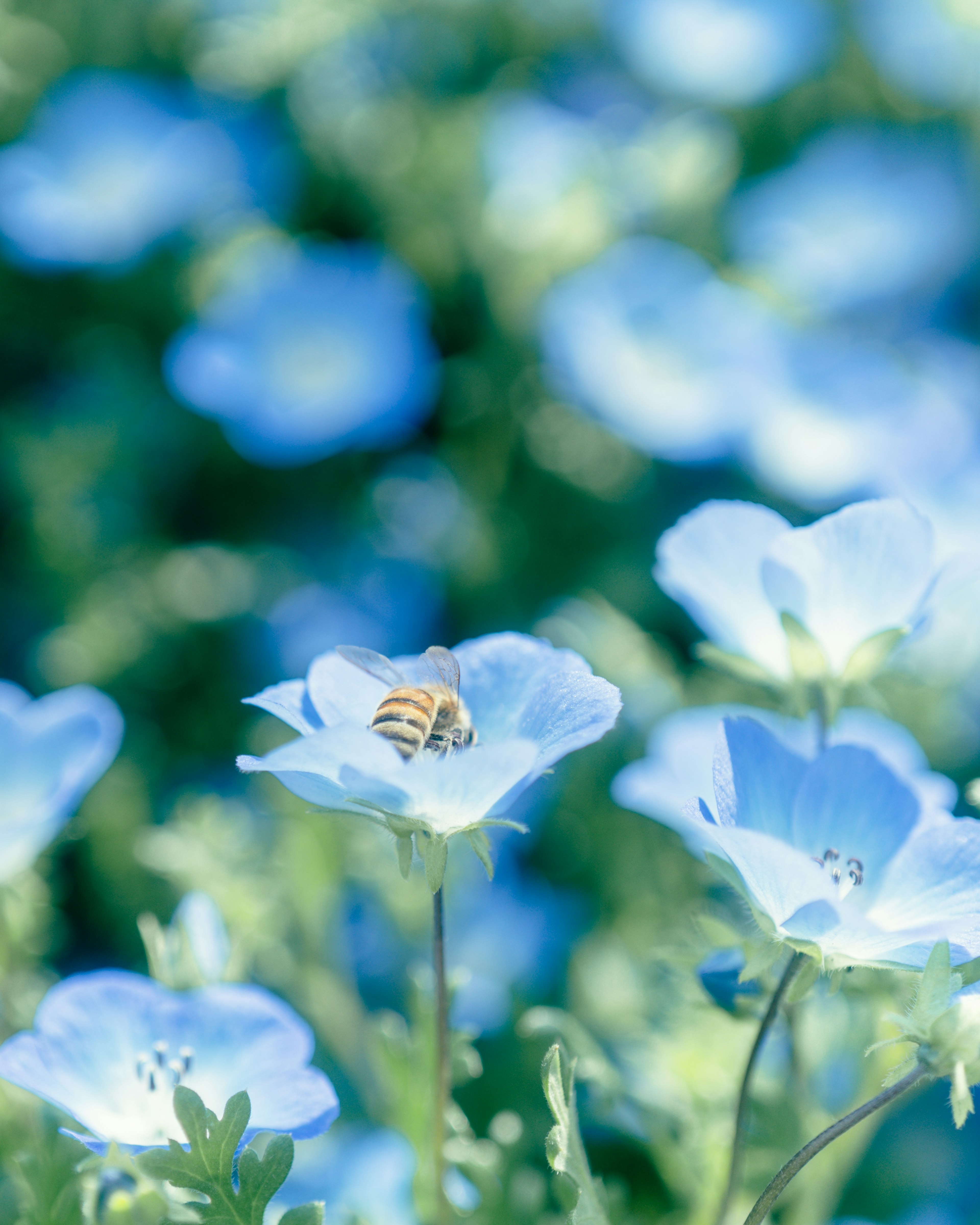 Bee on light blue flower among a field of flowers