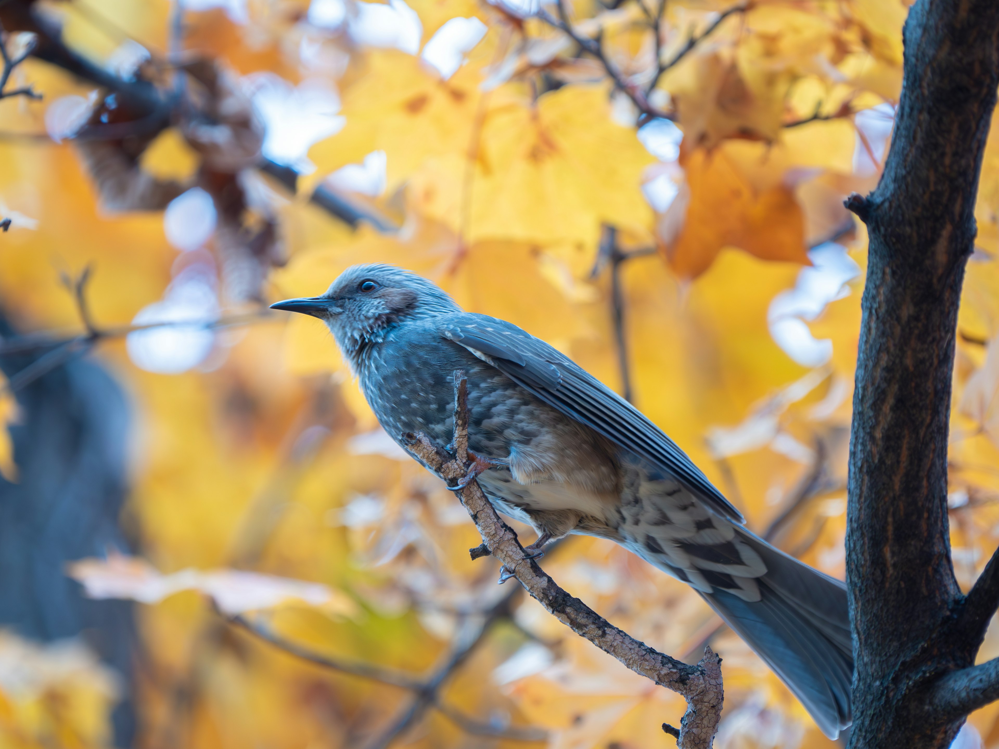 Blauer Vogel auf einem Ast zwischen Herbstblättern