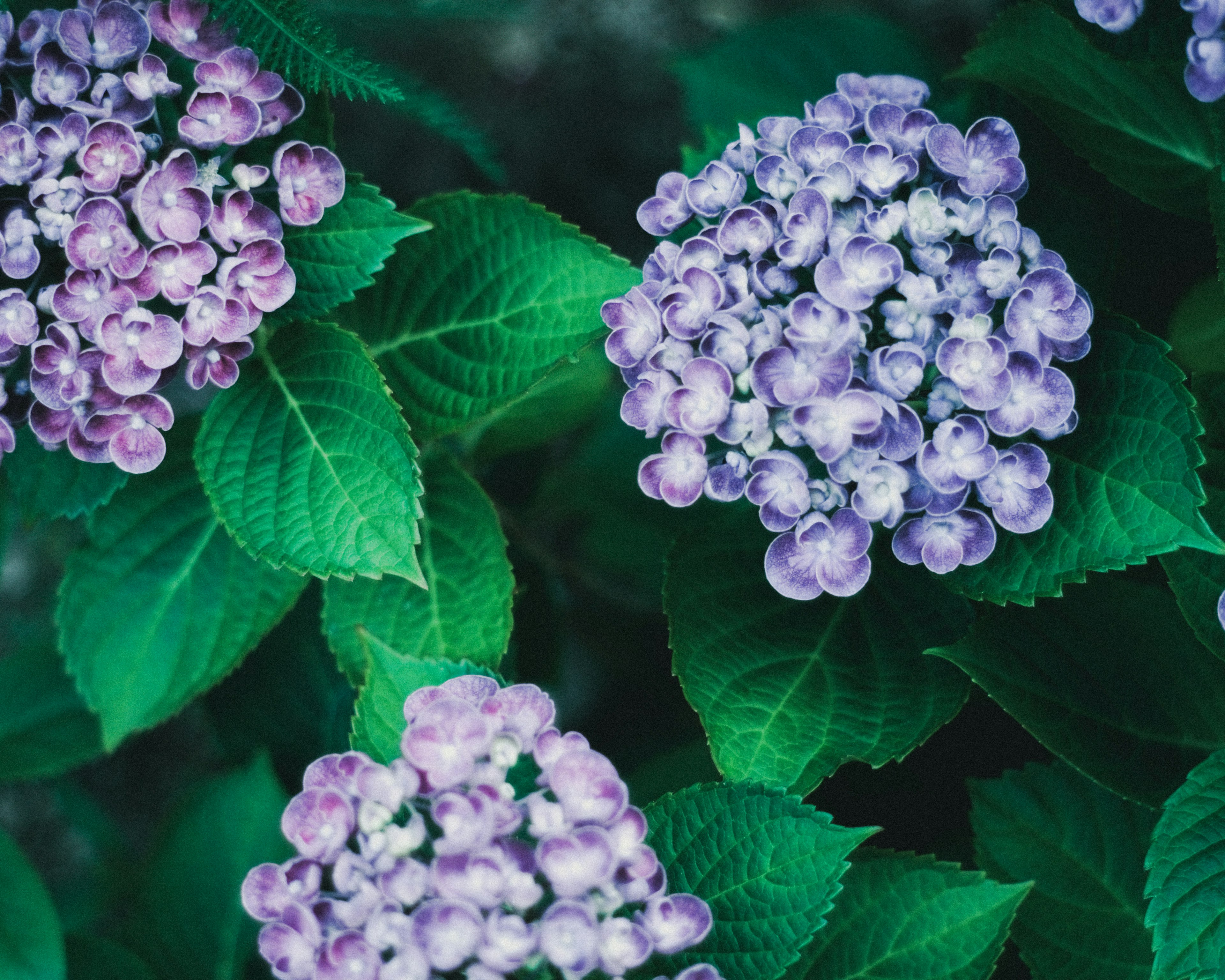 Primo piano di fiori di ortensia viola vivace con foglie verdi