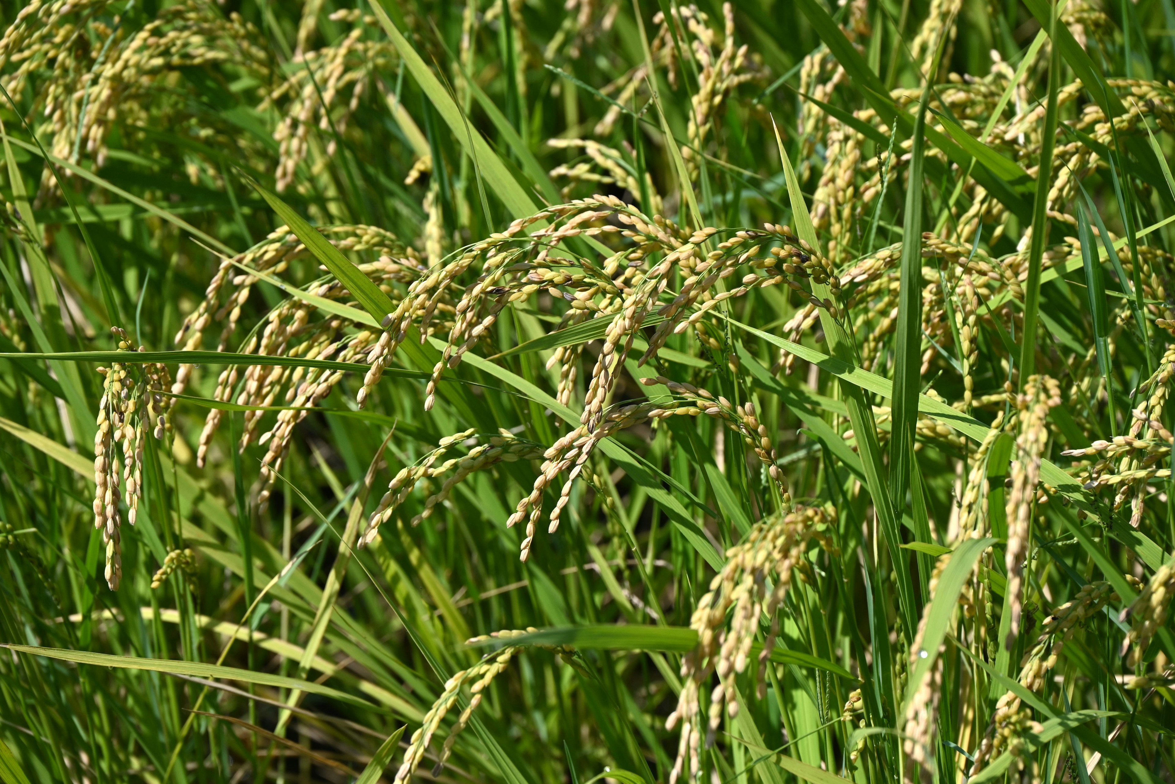 Tallos de arroz balanceándose en un campo verde