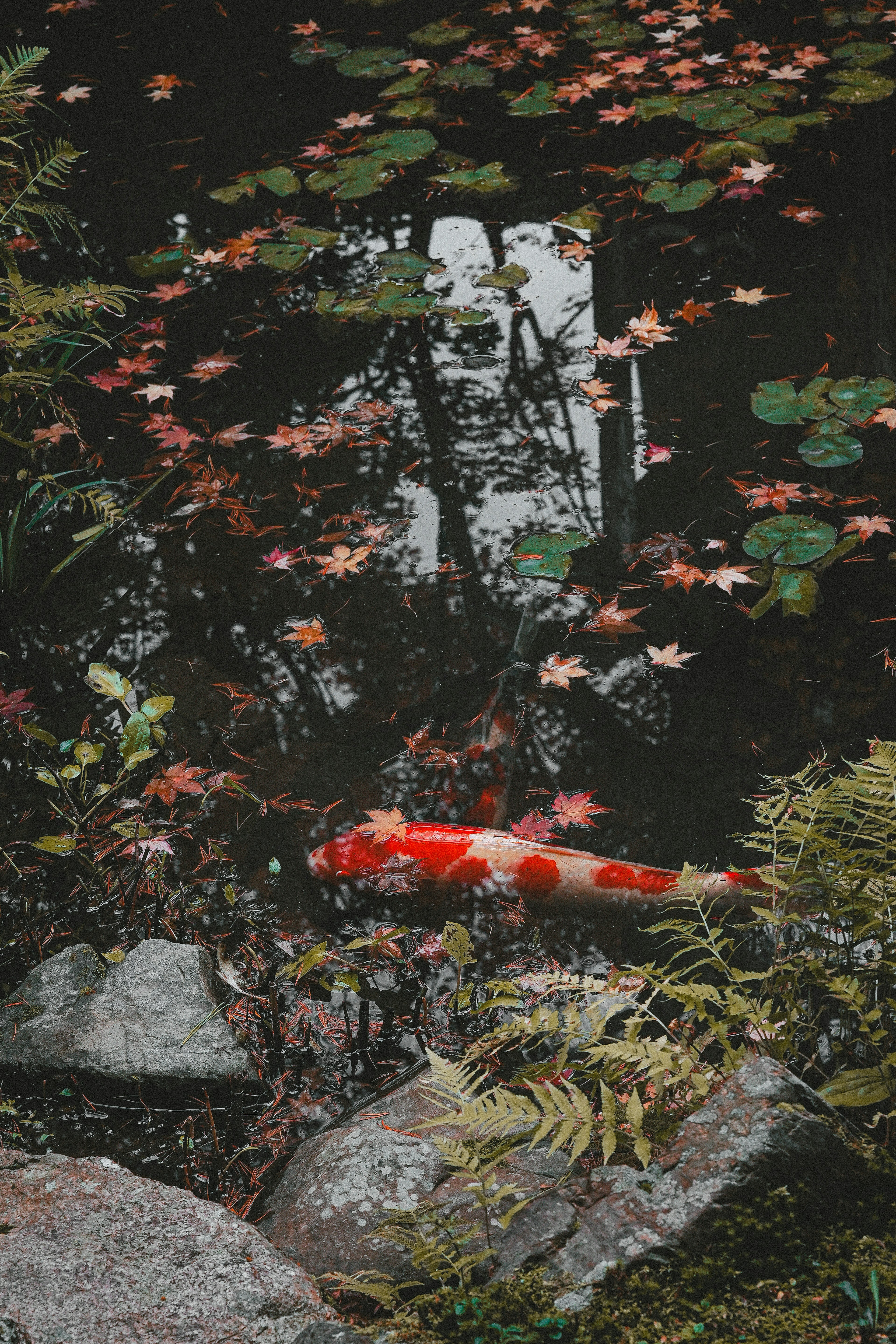 A serene pond scene with vibrant red koi fish and autumn leaves floating on the water