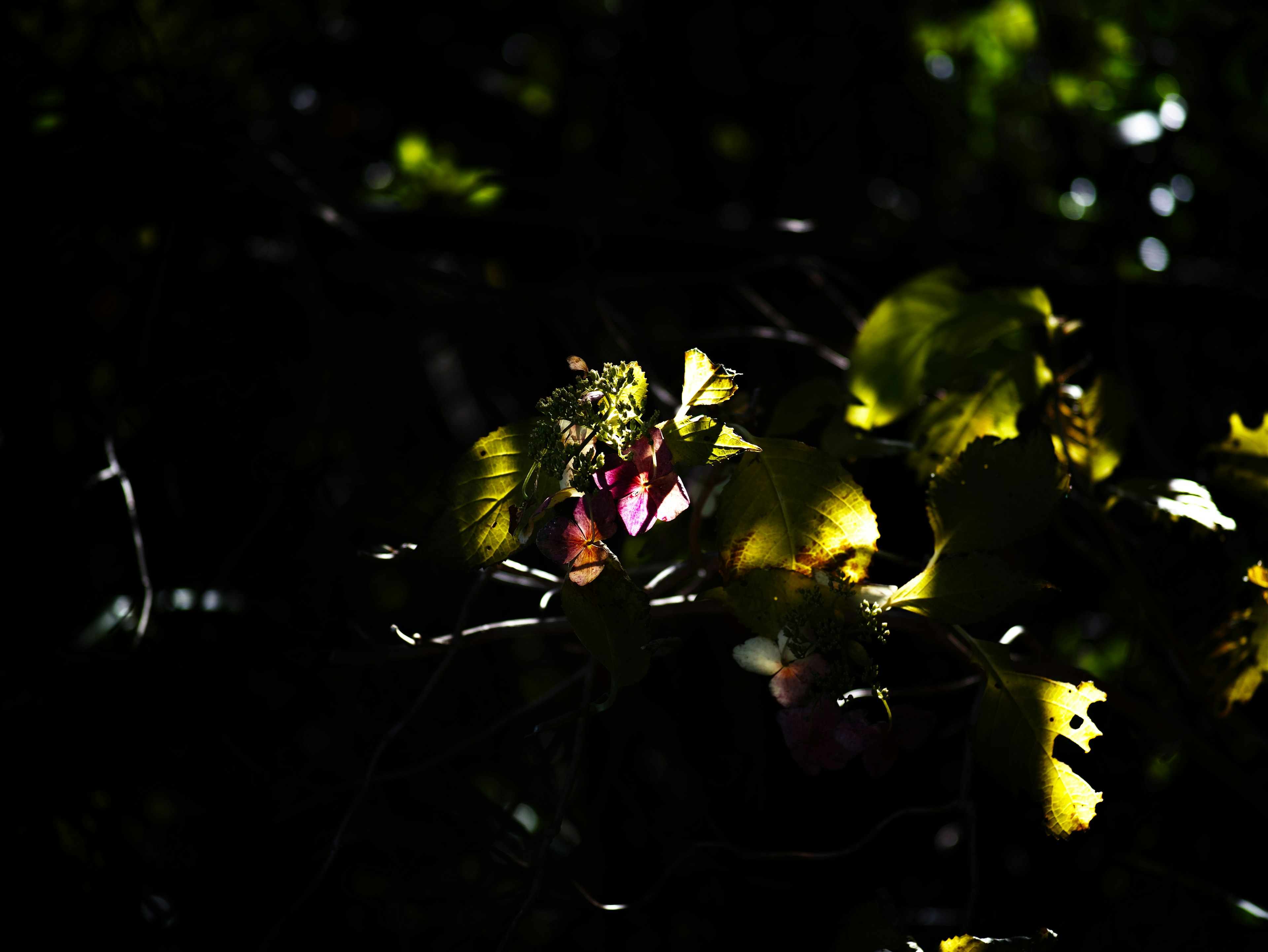 Natural scene with bright leaves and fruit against a dark background