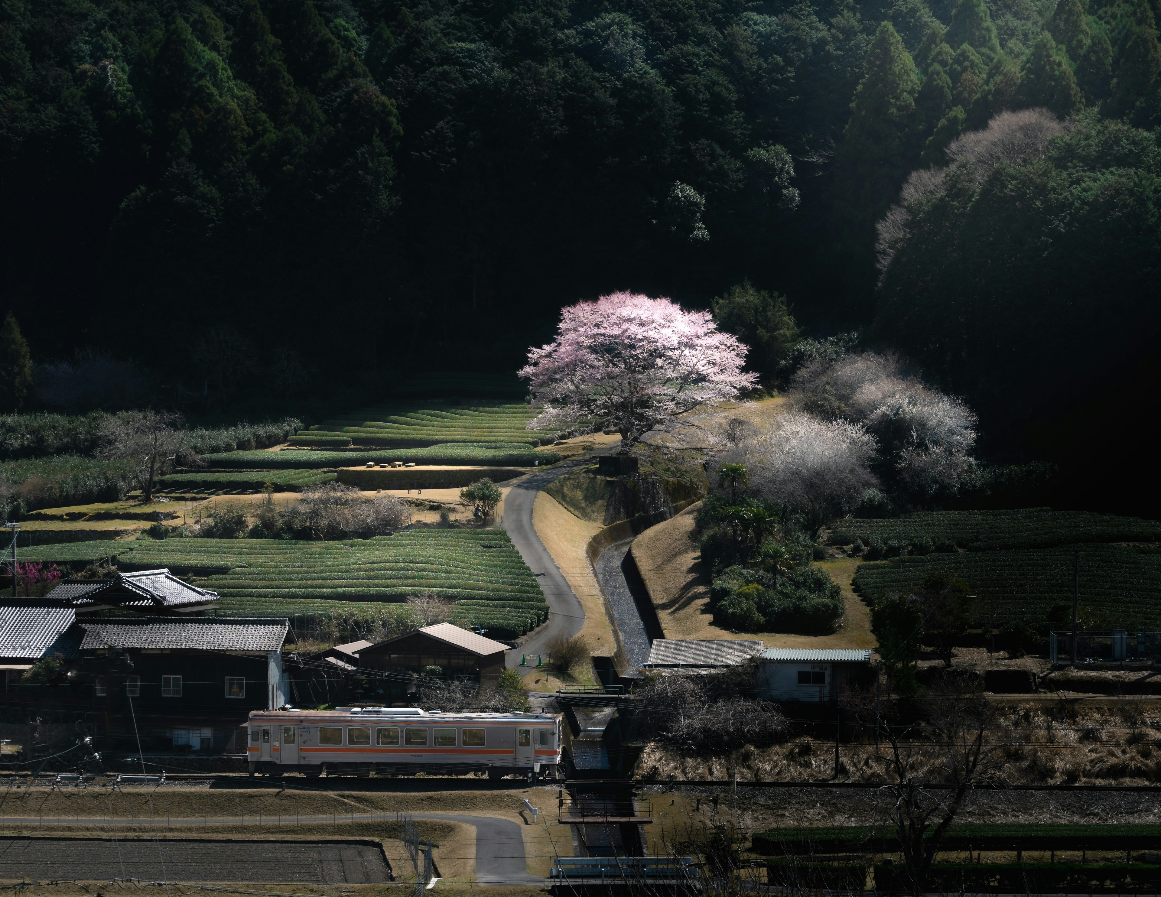 Pemandangan pedesaan dengan pohon sakura dan ladang hijau