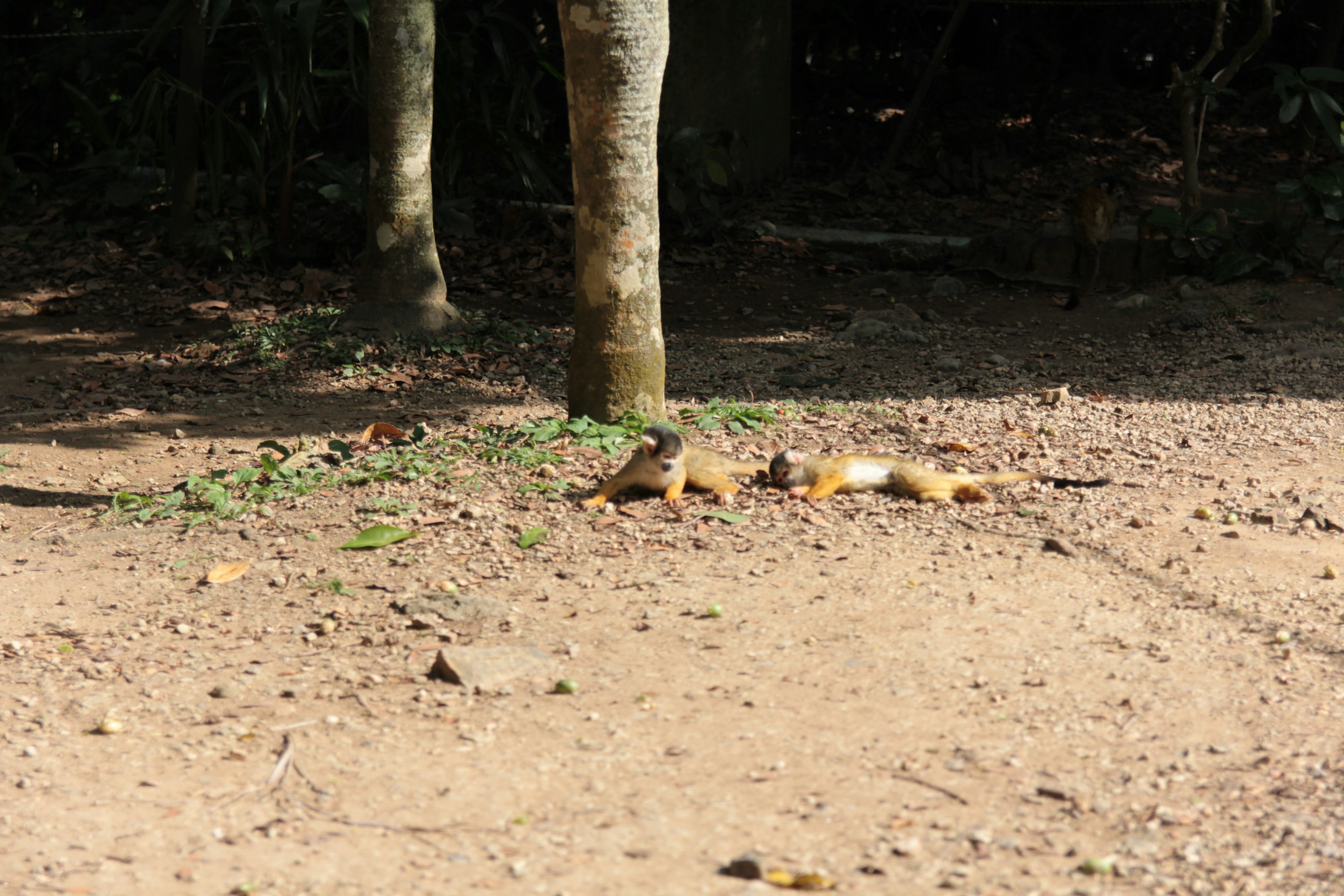 Image of a squirrel lying on the ground near a tree trunk