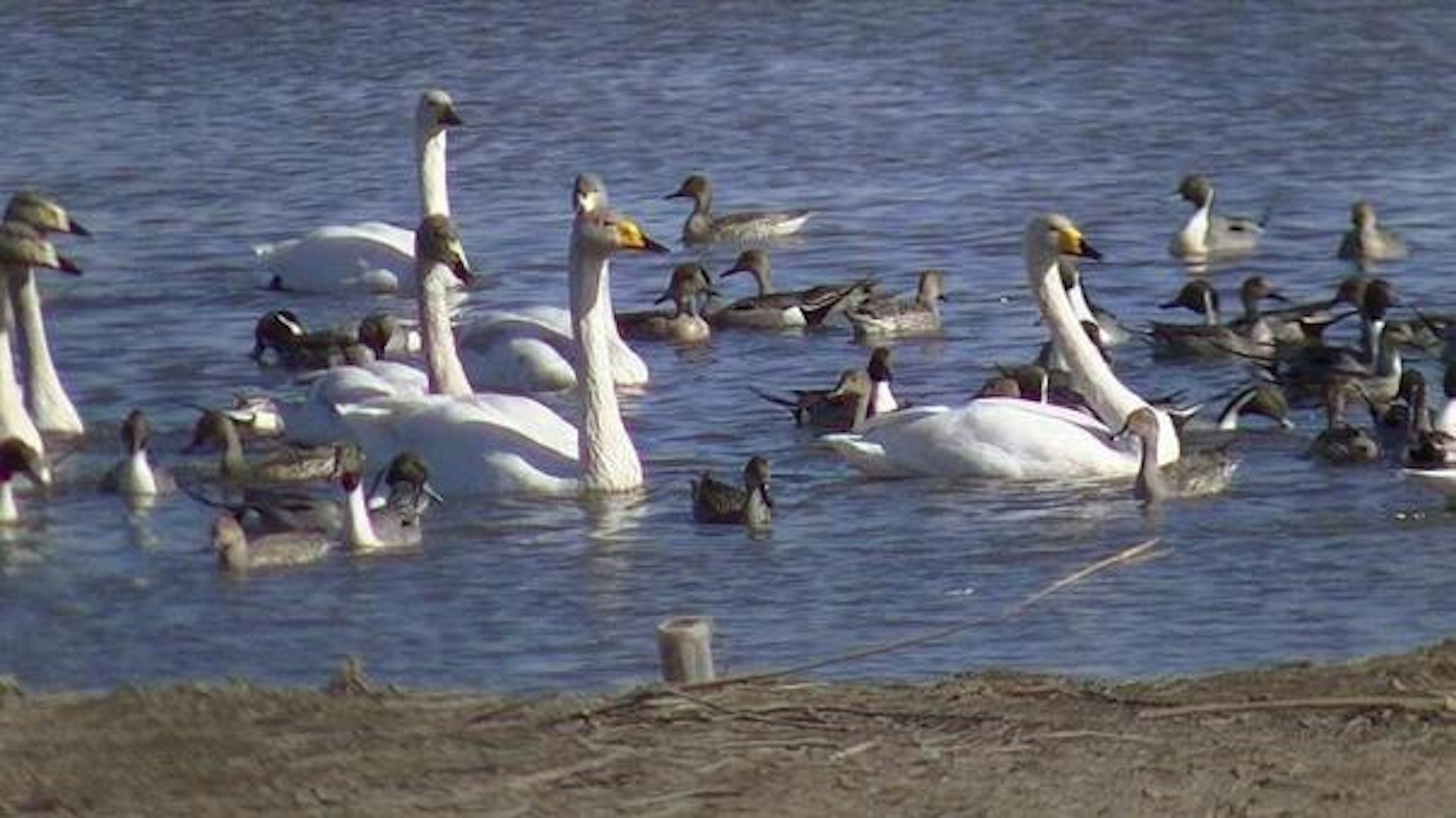 水面で泳ぐ白鳥とカモの群れ