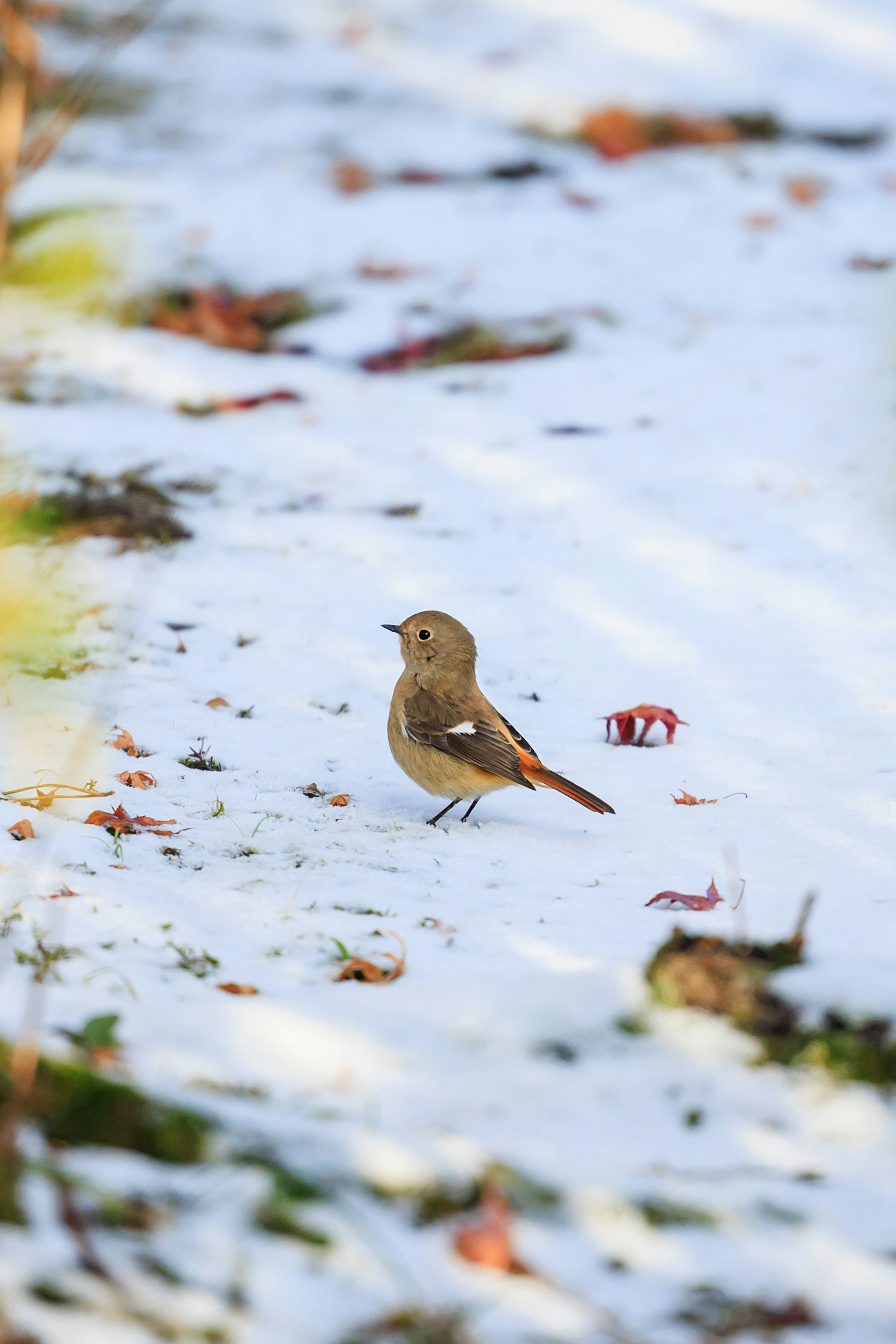 雪の上に立つ茶色の小鳥の画像