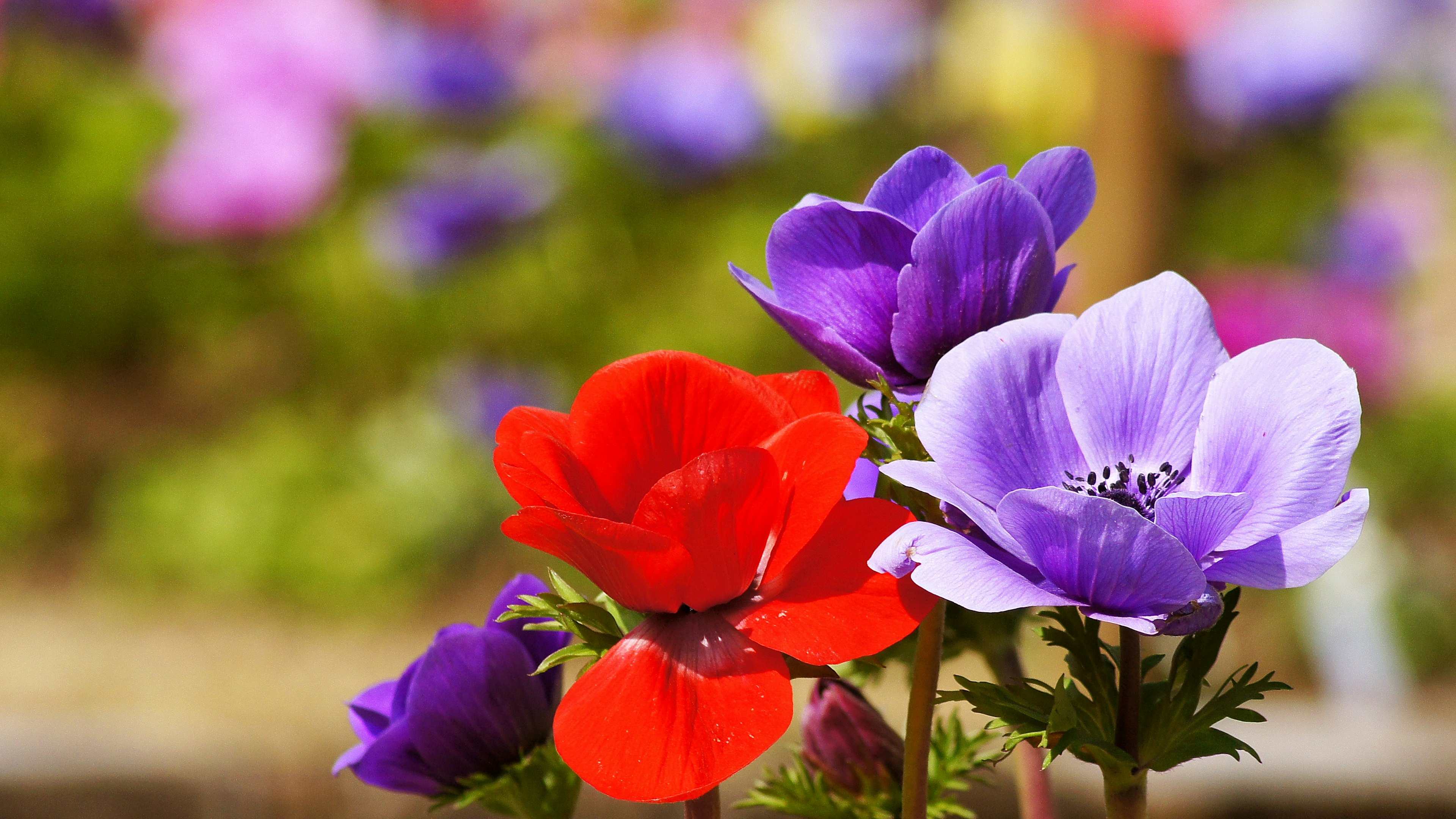 Eine lebendige Darstellung von roten und lila Anemonenblumen