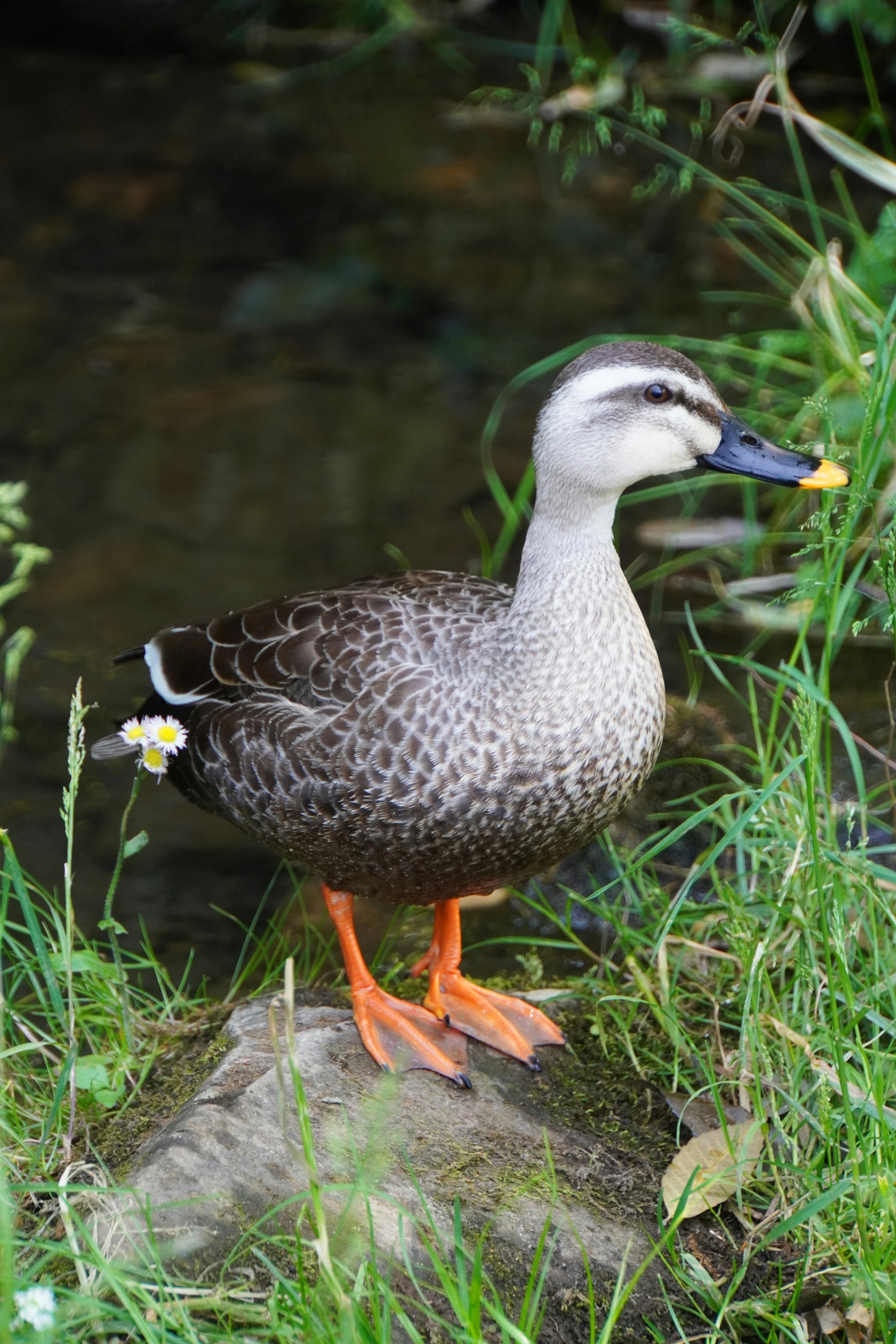 Nahaufnahme eines Enten, die am Wasser steht