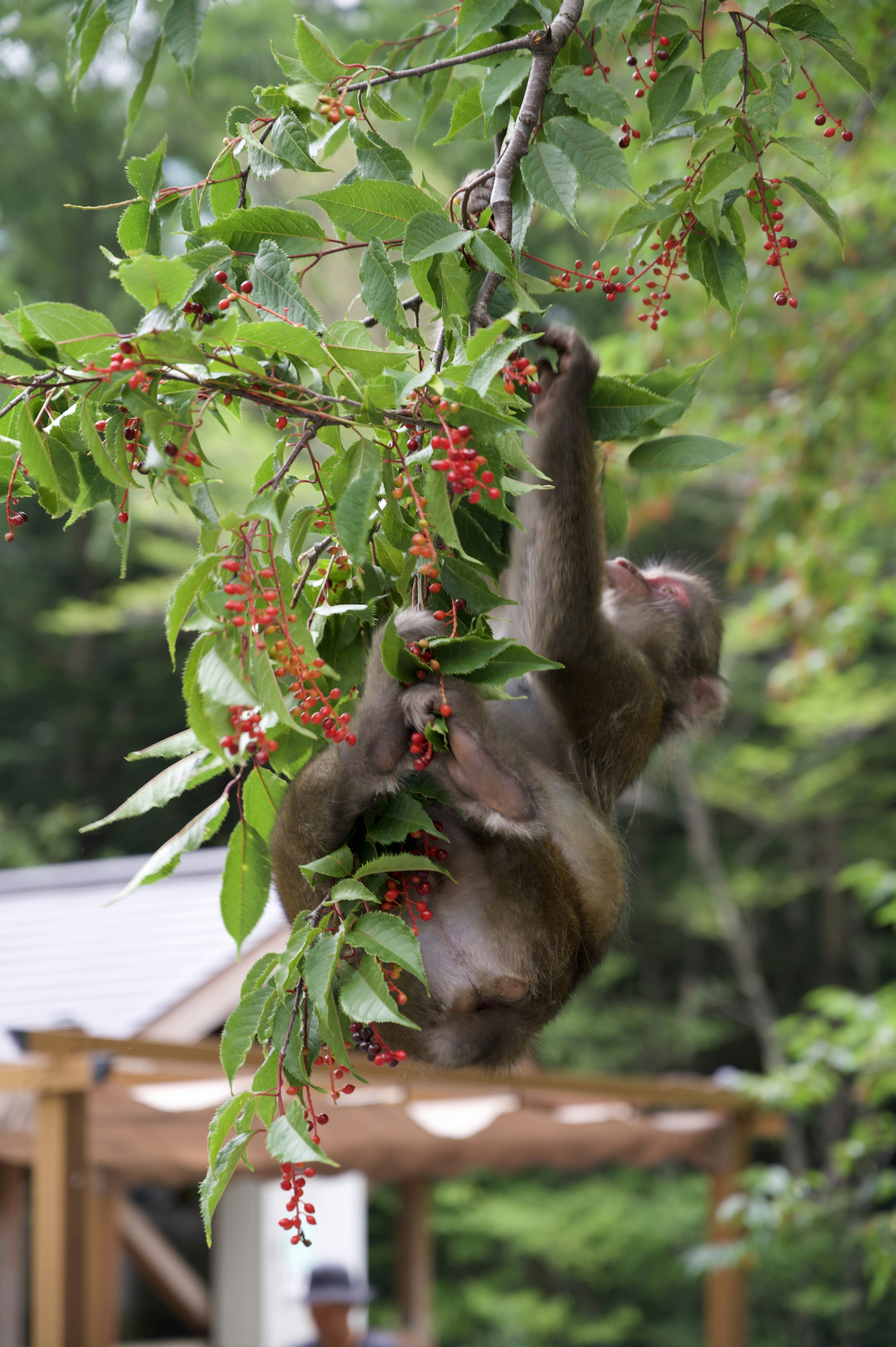 Monyet tergantung di dahan sambil makan beri merah