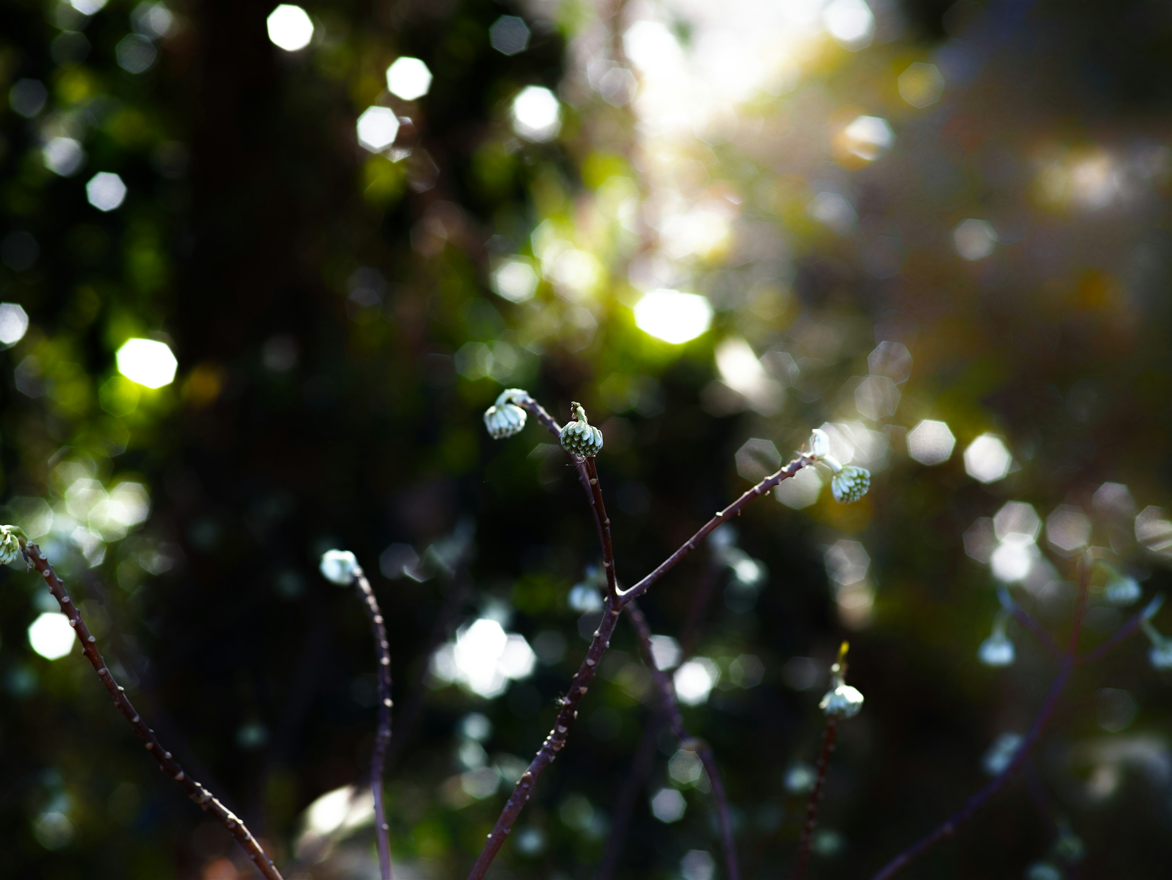 Image présentant des branches avec de petits bourgeons sur un fond flou