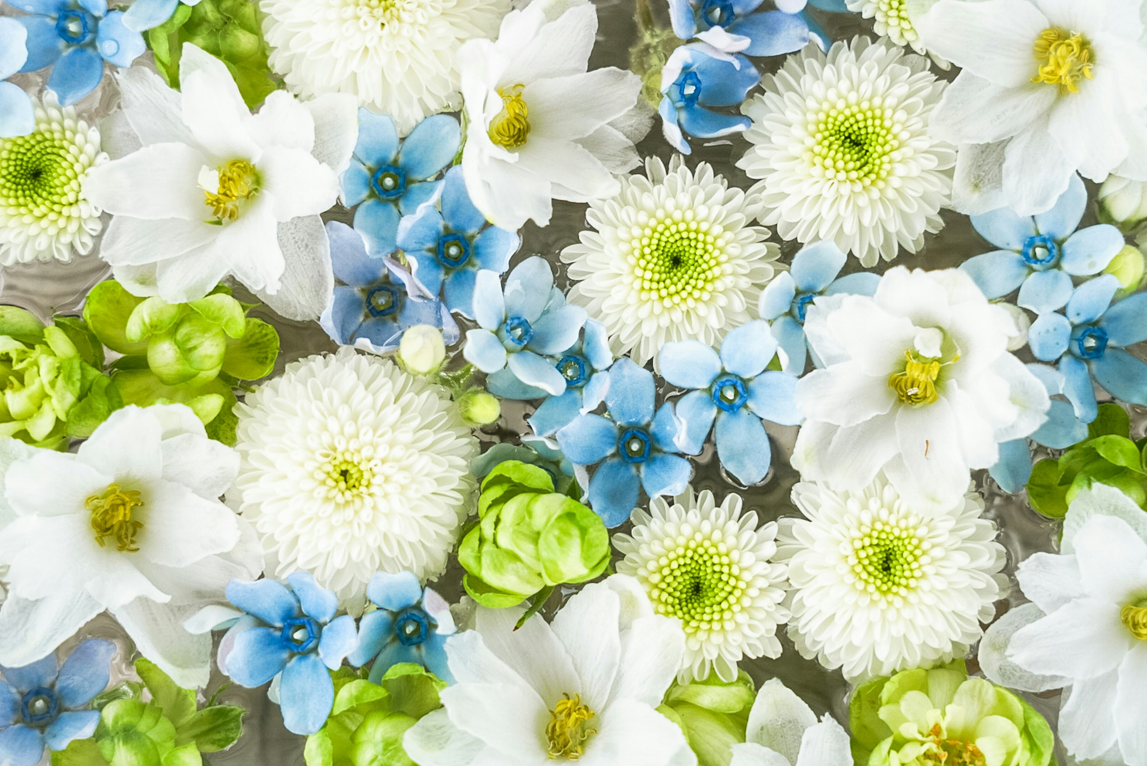 Arreglo colorido de flores blancas y azules con acentos verdes