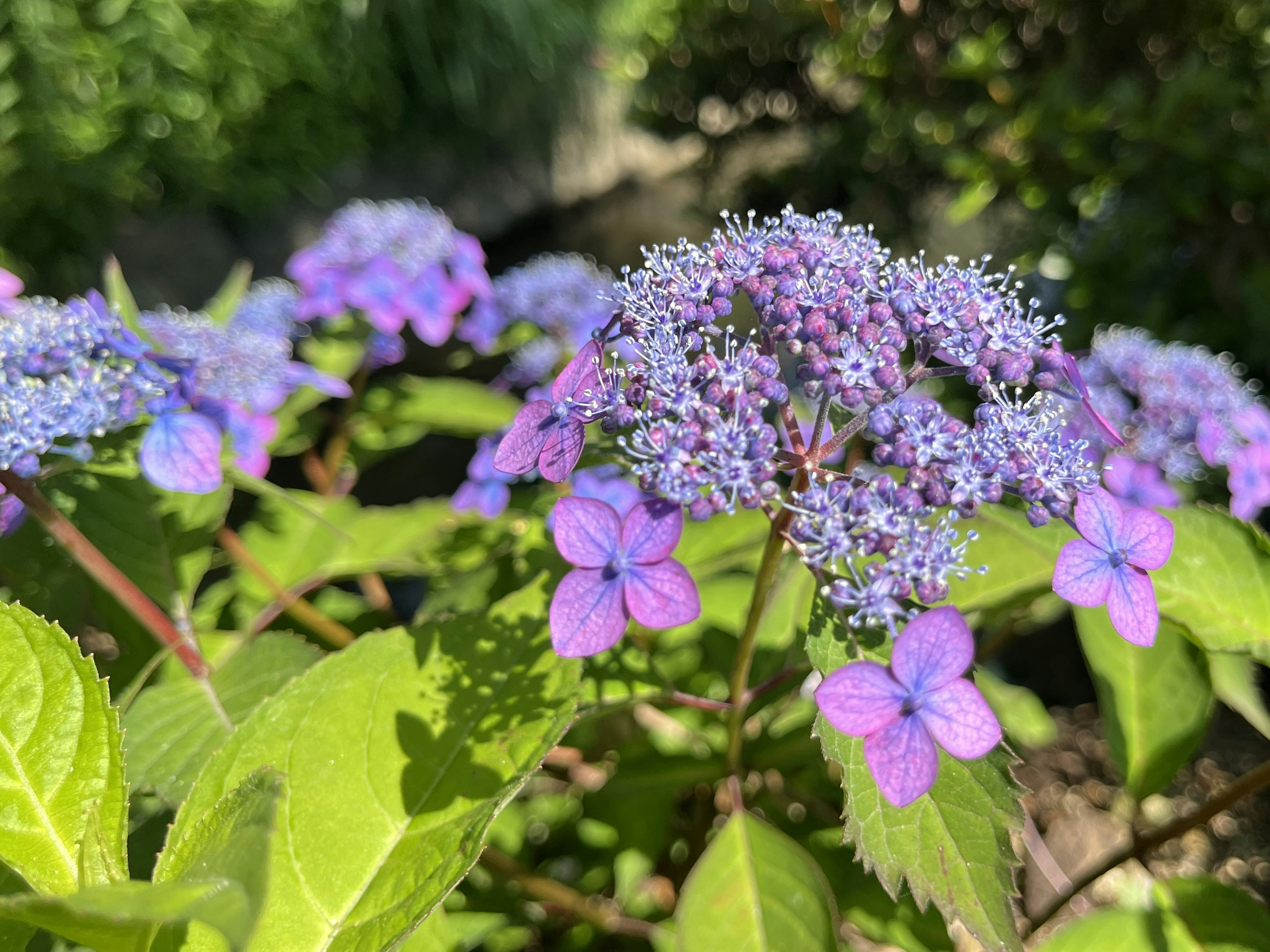 Close-up of beautiful purple flowers on a plant