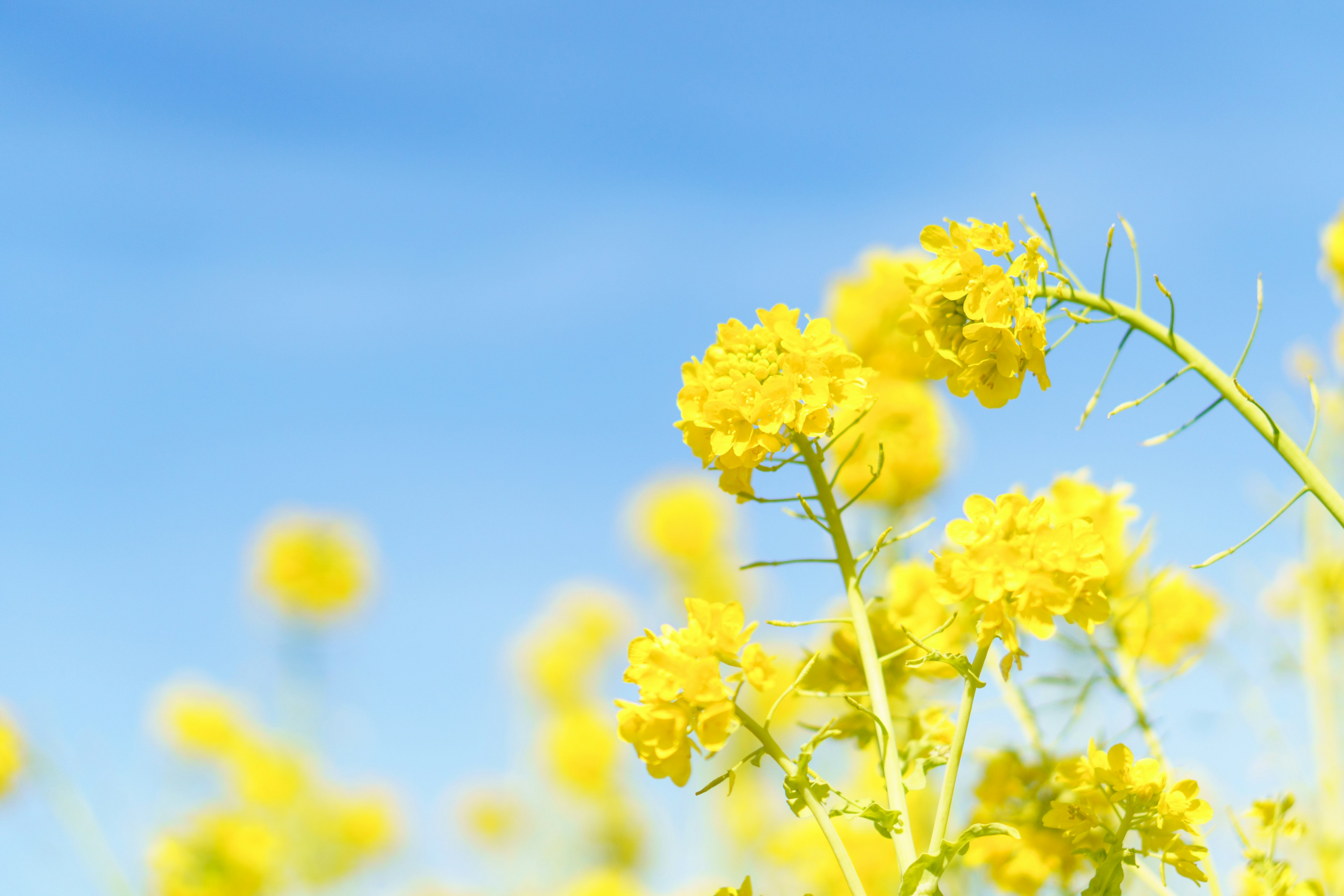 Close-up of vibrant yellow flowers under a blue sky