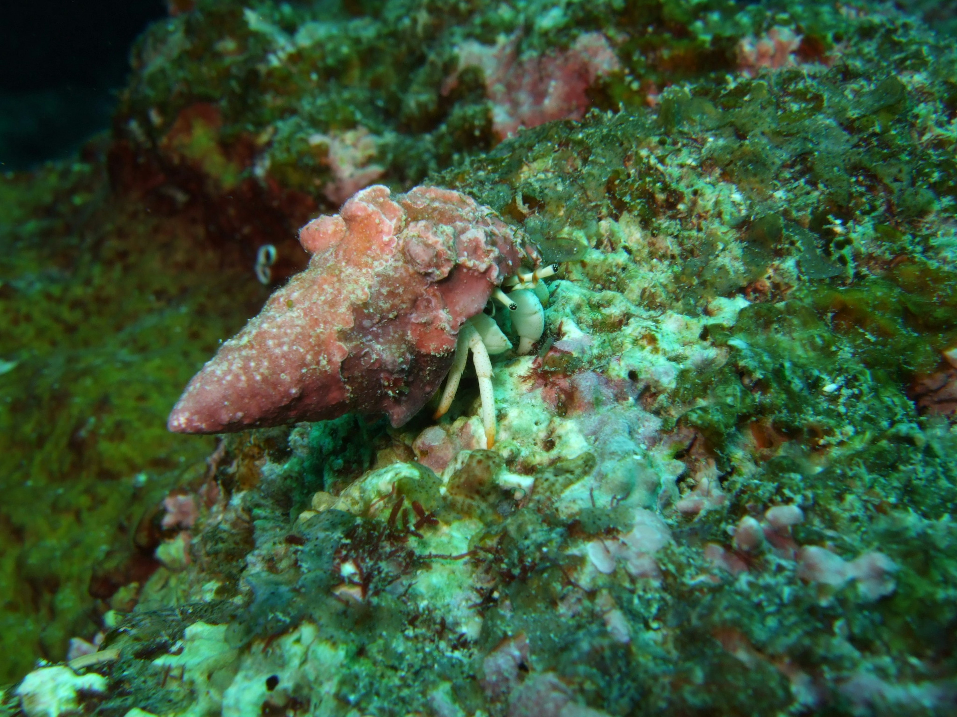 Close-up makhluk mirip kepiting di atas terumbu karang dengan tekstur kompleks ganggang dan batu