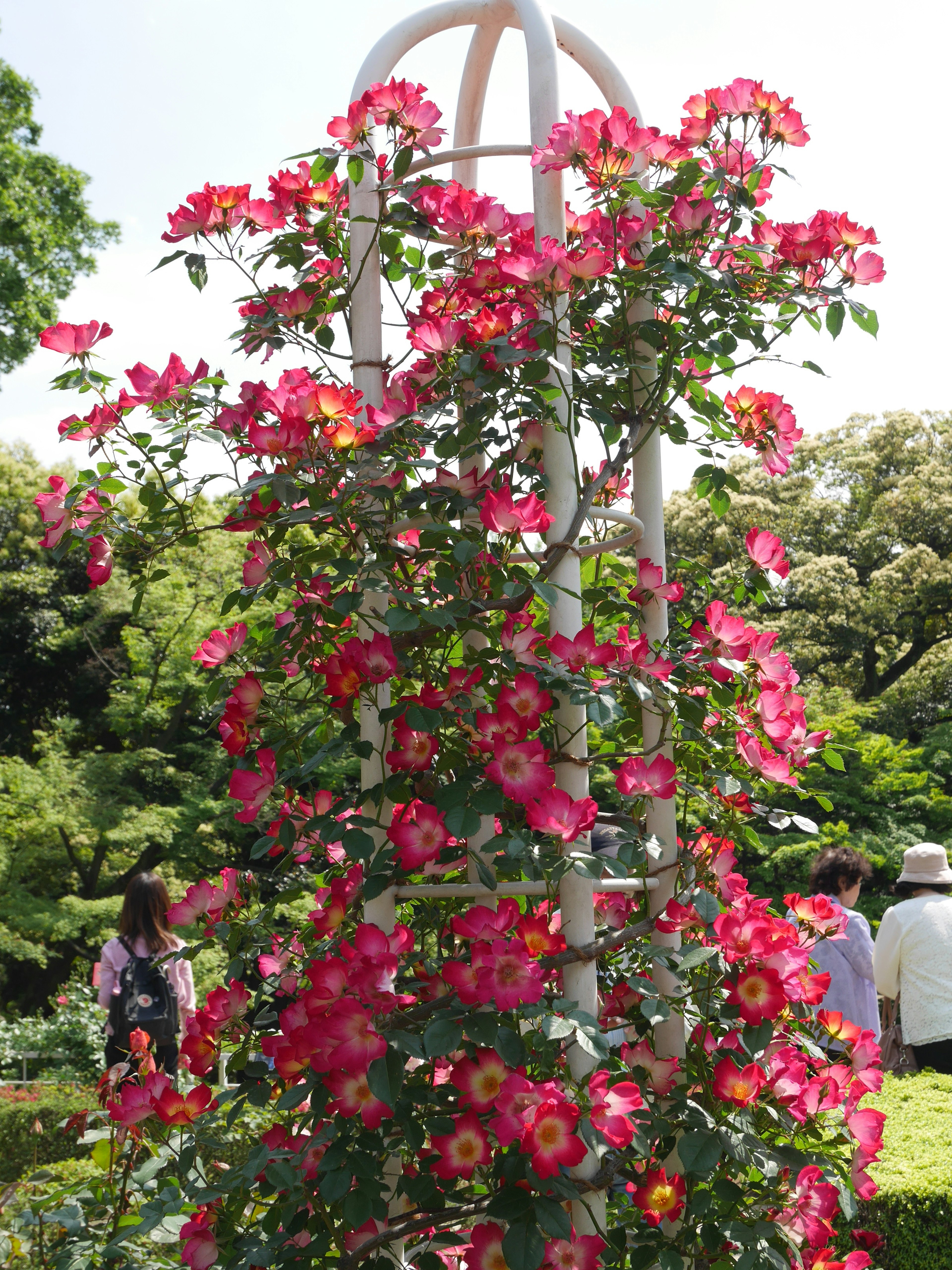 ピンクの花が咲き誇るバラのアーチと周囲の緑の風景