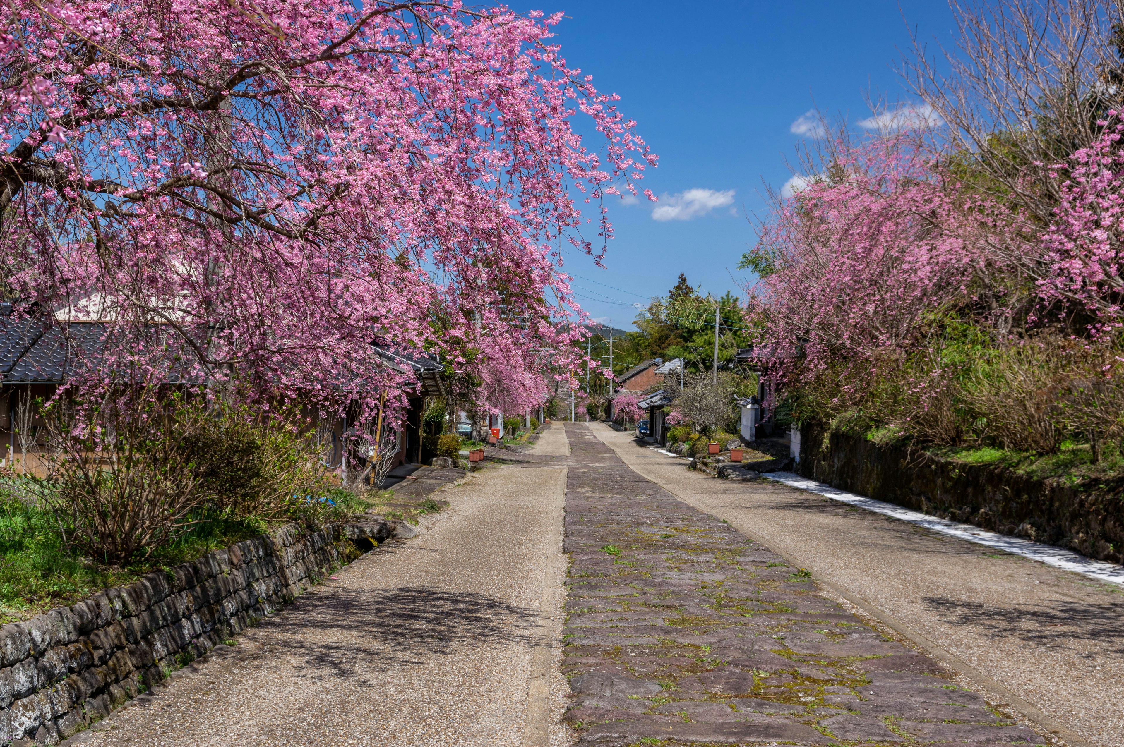 Vista scenica di un sentiero fiancheggiato da alberi di ciliegio in fiore, cielo blu con nuvole soffici, atmosfera serena