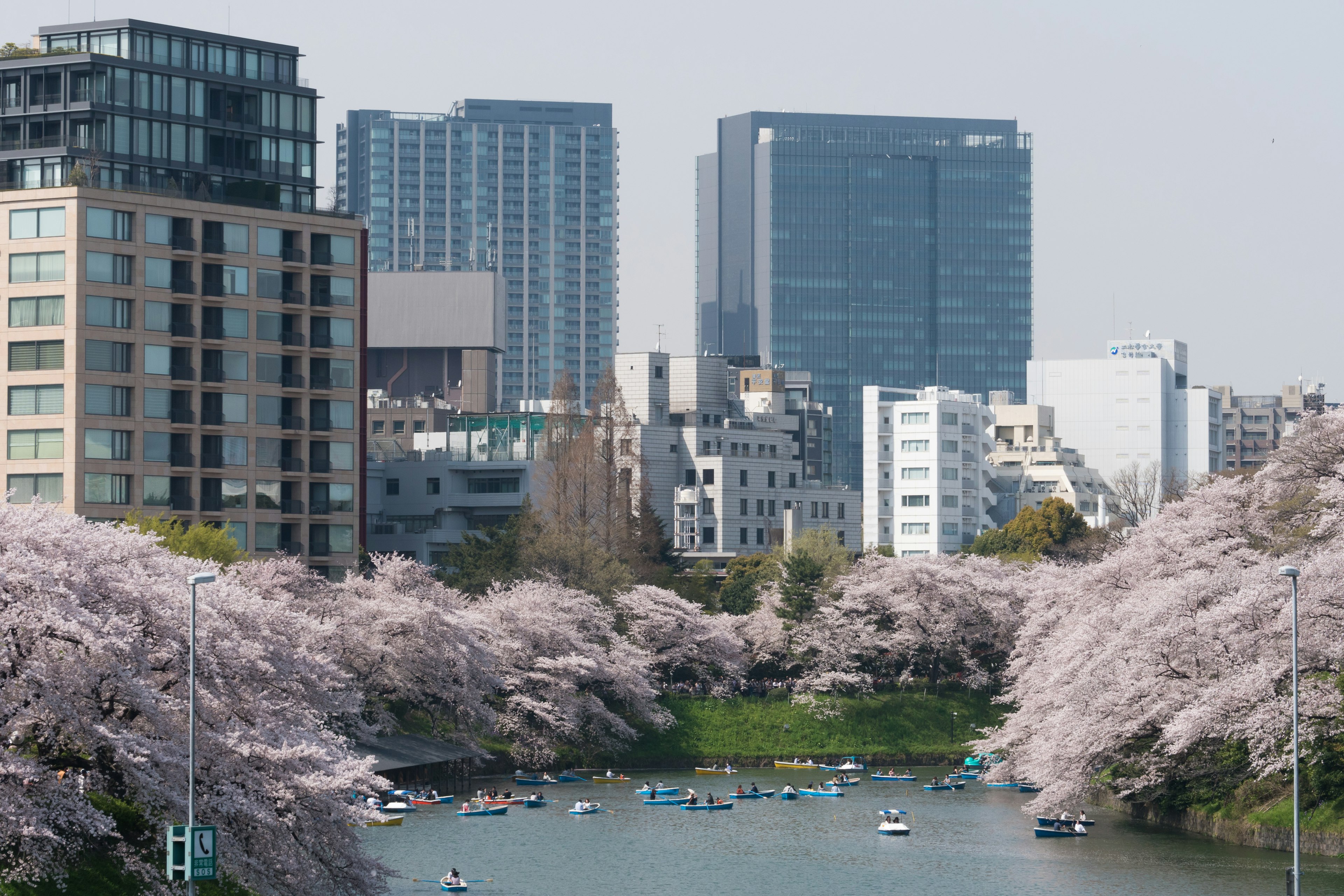 桜の花が咲く川沿いの風景と近代的なビル群