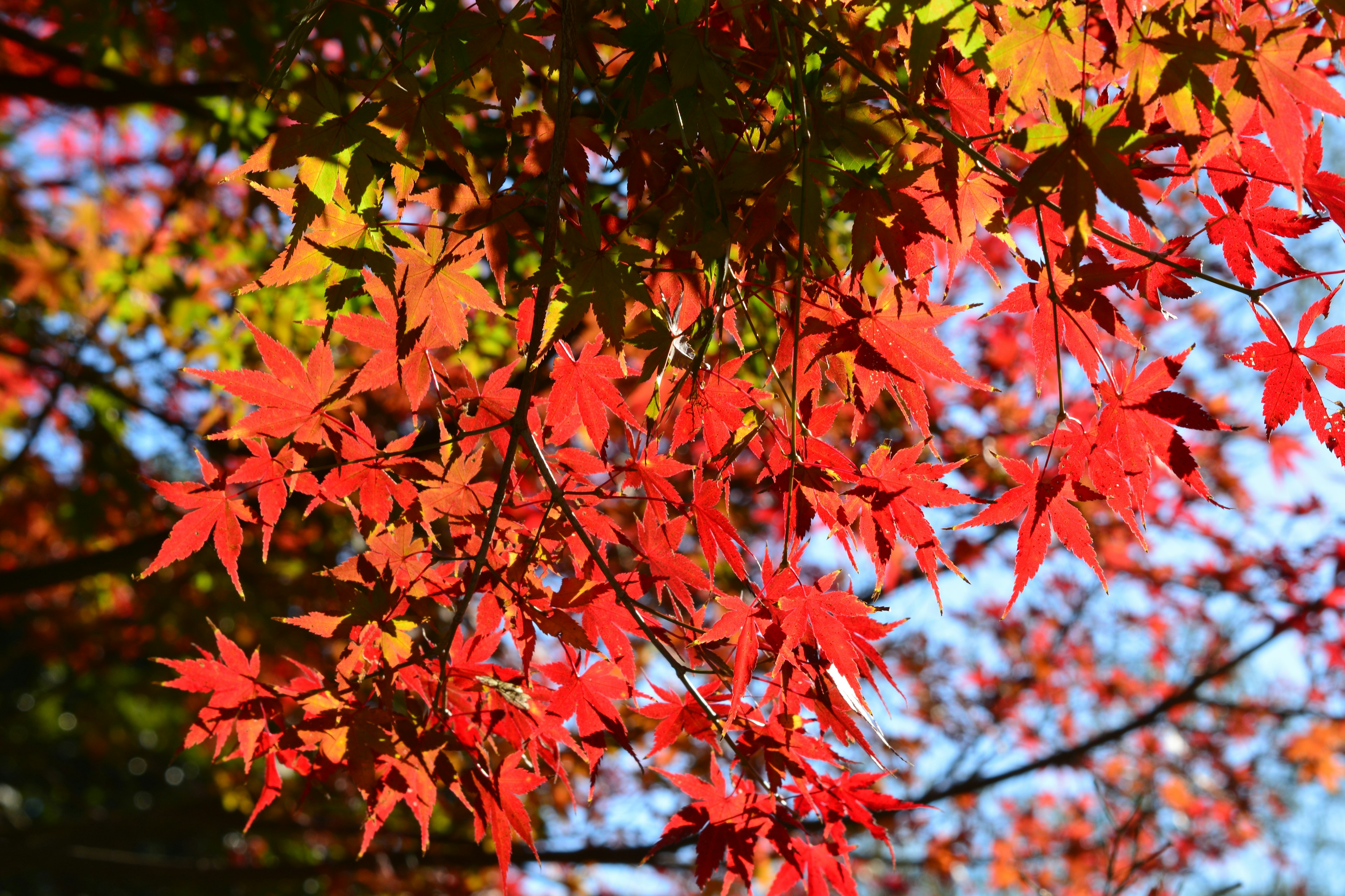 Primo piano di rami d'albero con foglie rosse vivaci