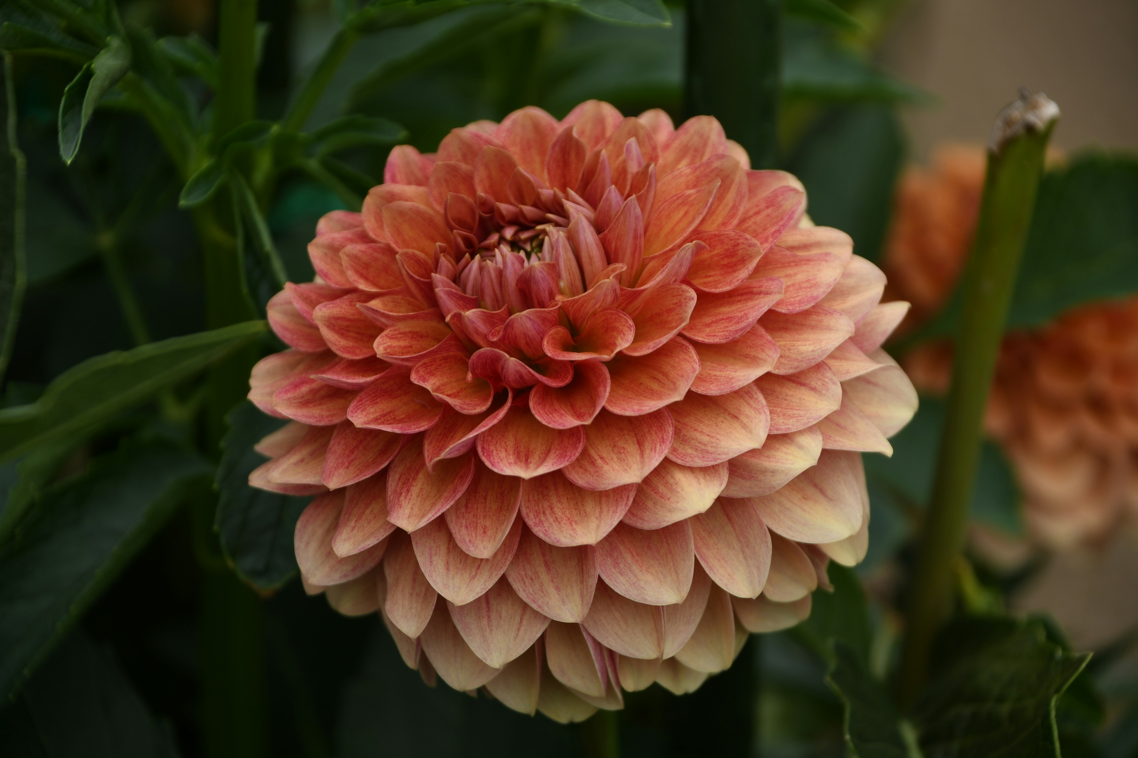 Große orange Dahlienblüte in voller Blüte