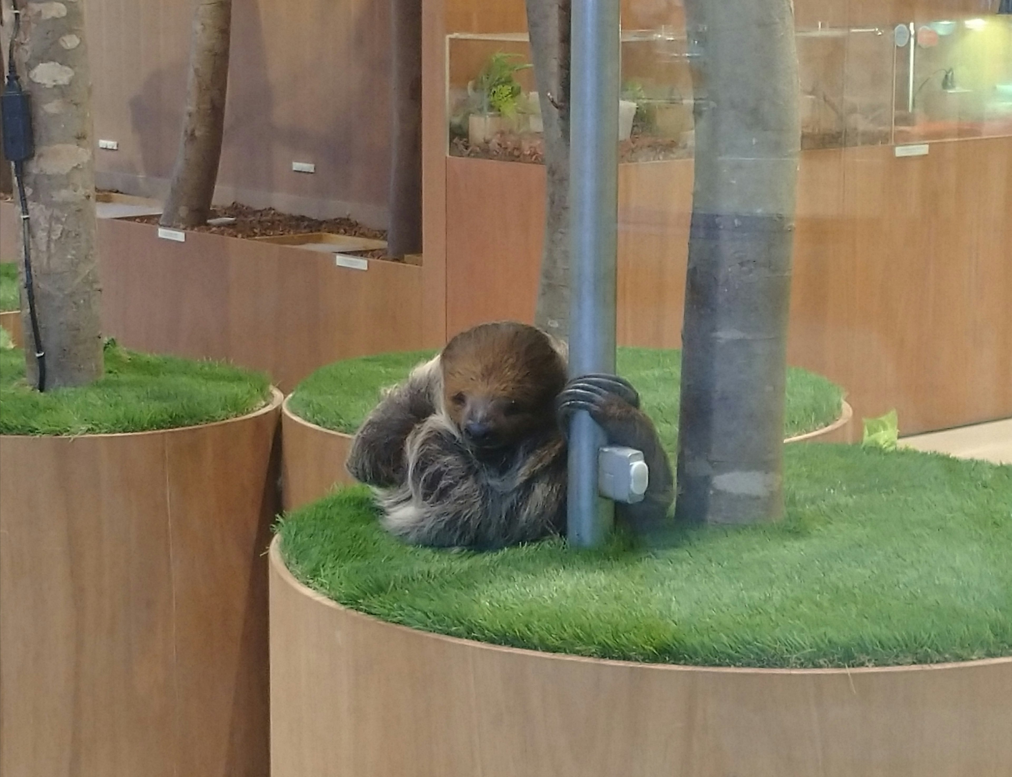 Ein Faultier, das sich an einen Baumstamm lehnt und auf Gras in einem Zoo-Gehege ruht