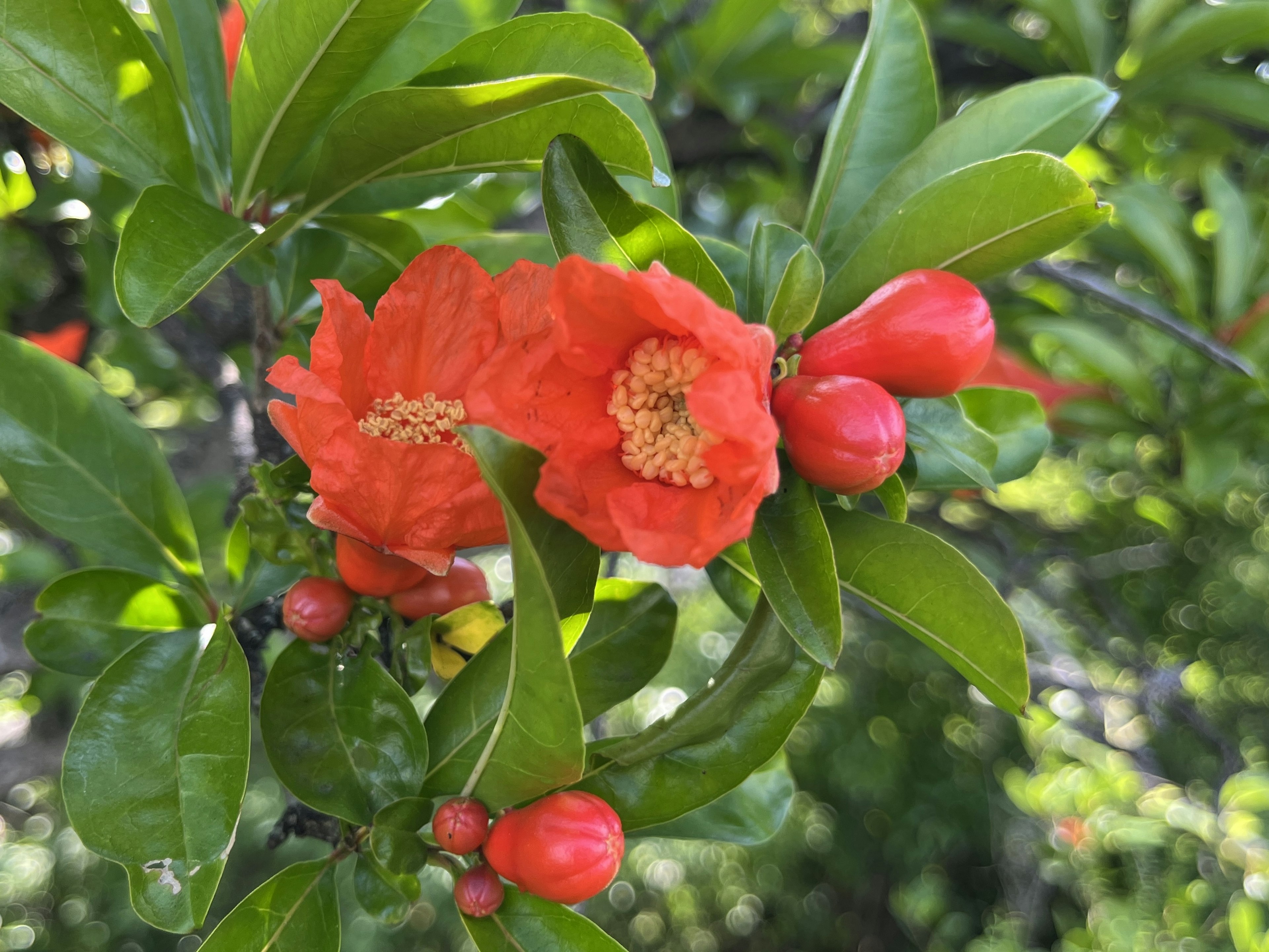 赤い花と蕾がついたザクロの枝