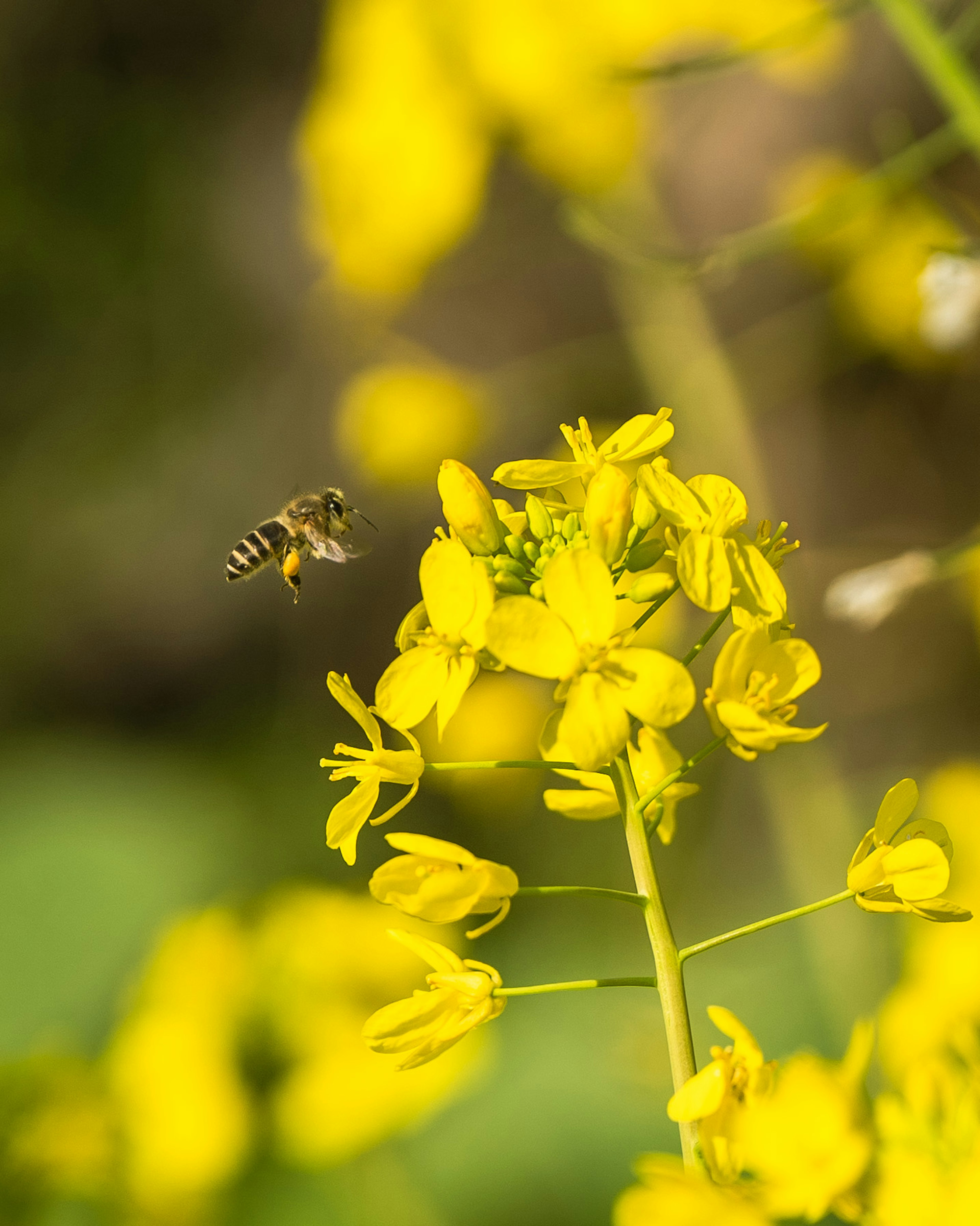 黄色い花と蜜蜂が飛んでいる風景