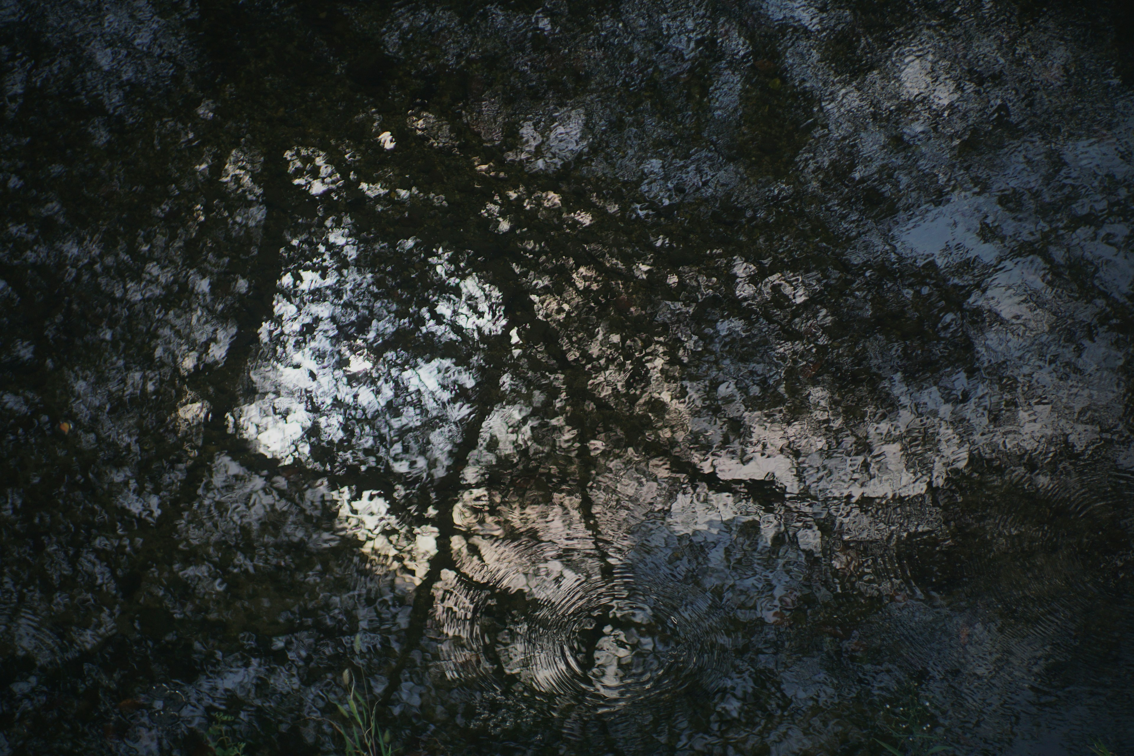 Silhouette di alberi riflessi sulla superficie dell'acqua con accenni di cielo