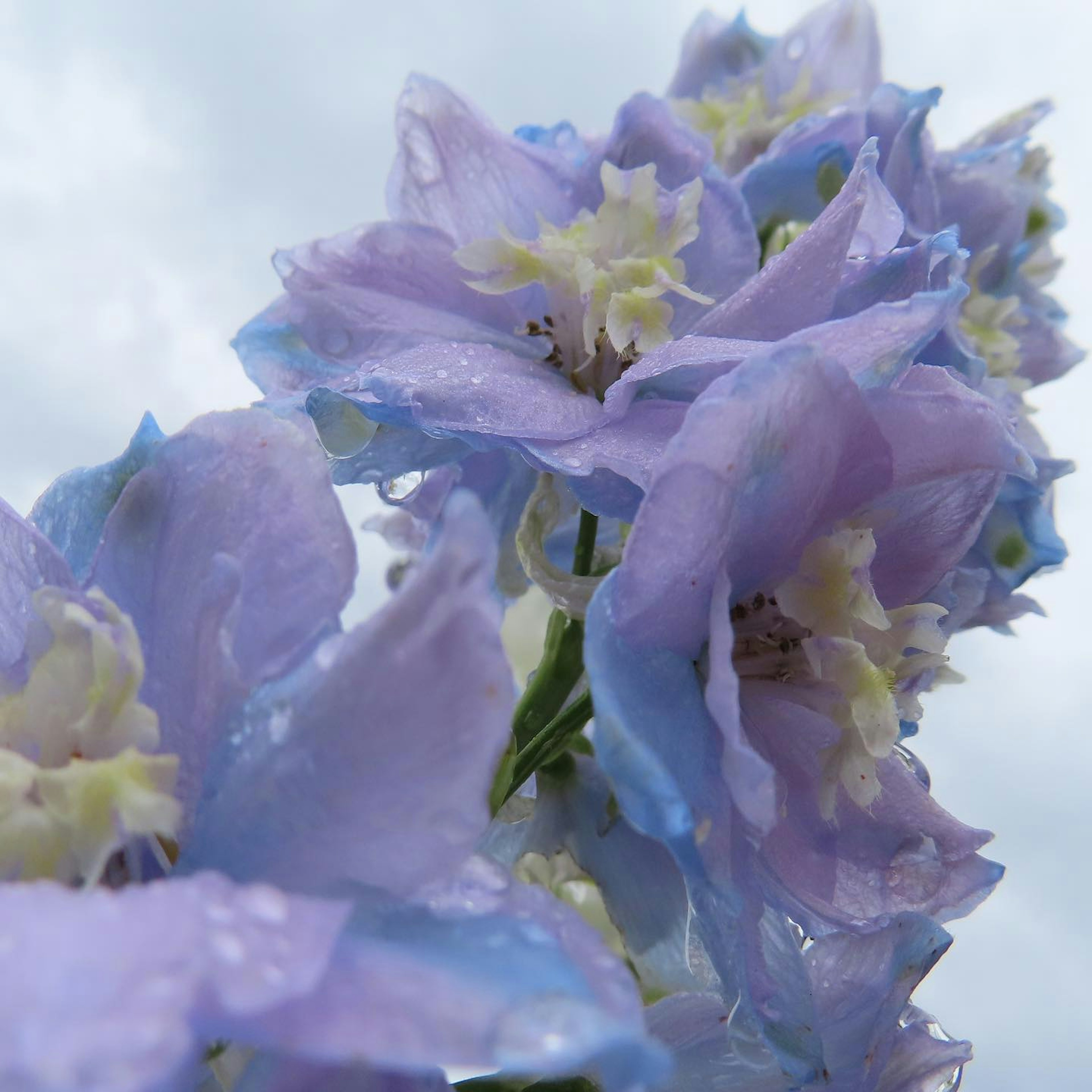 Primo piano di un'infiorescenza di fiori viola chiaro con petali delicati