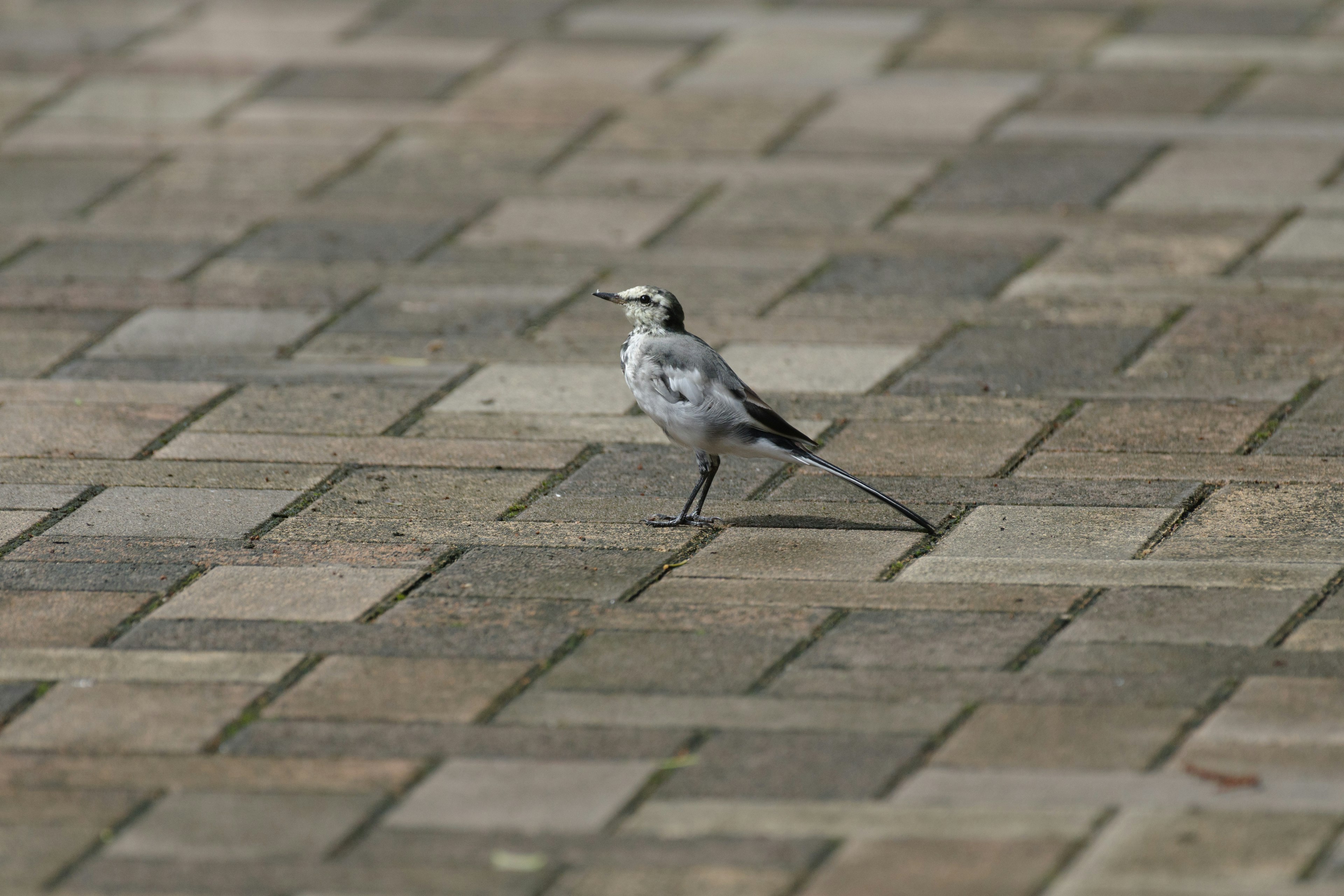 Oiseau noir et blanc marchant sur une surface pavée