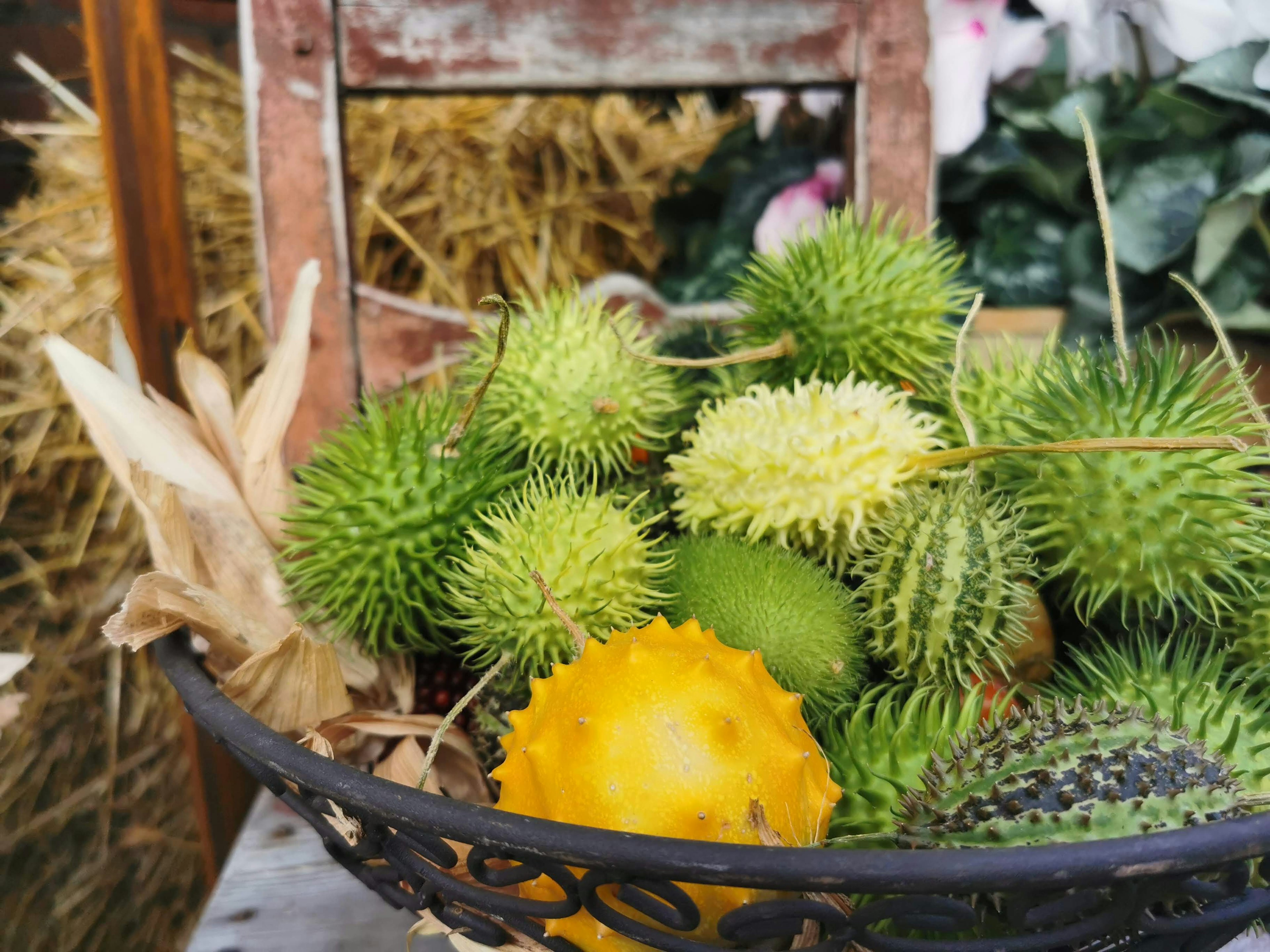 A basket filled with various spiky fruits and green plants