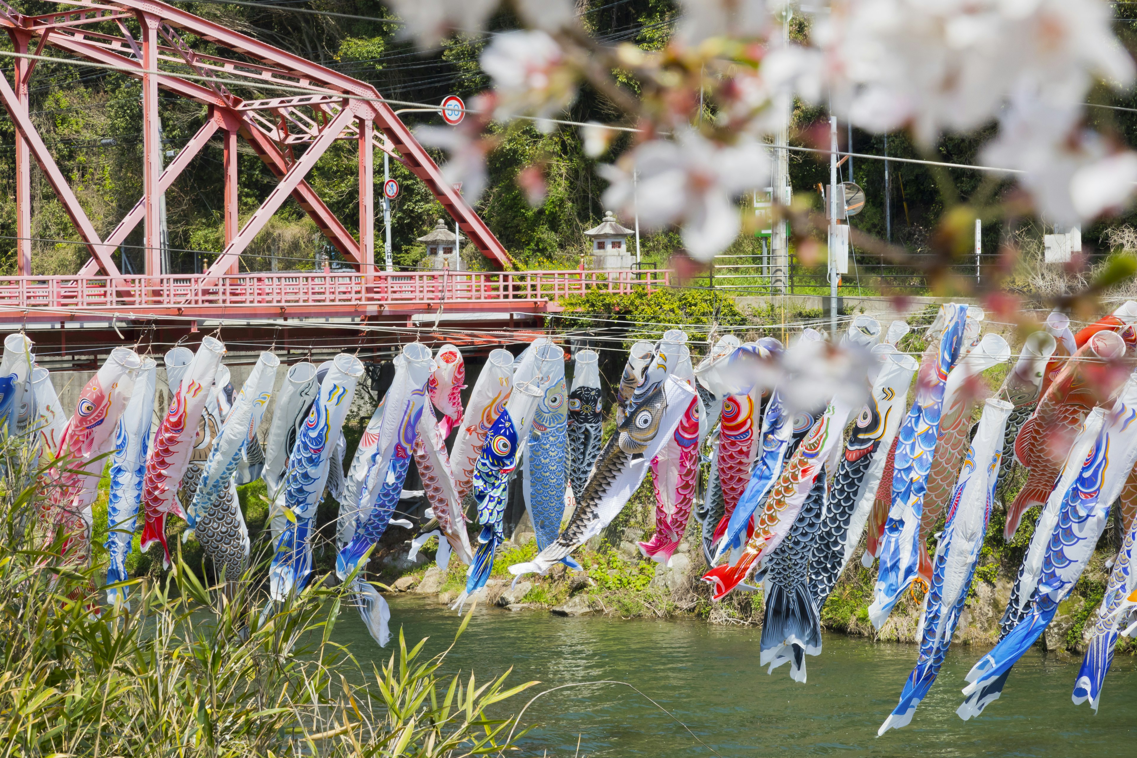 Koi-Fahnen, die in der Nähe von Kirschblüten und einer roten Brücke hängen