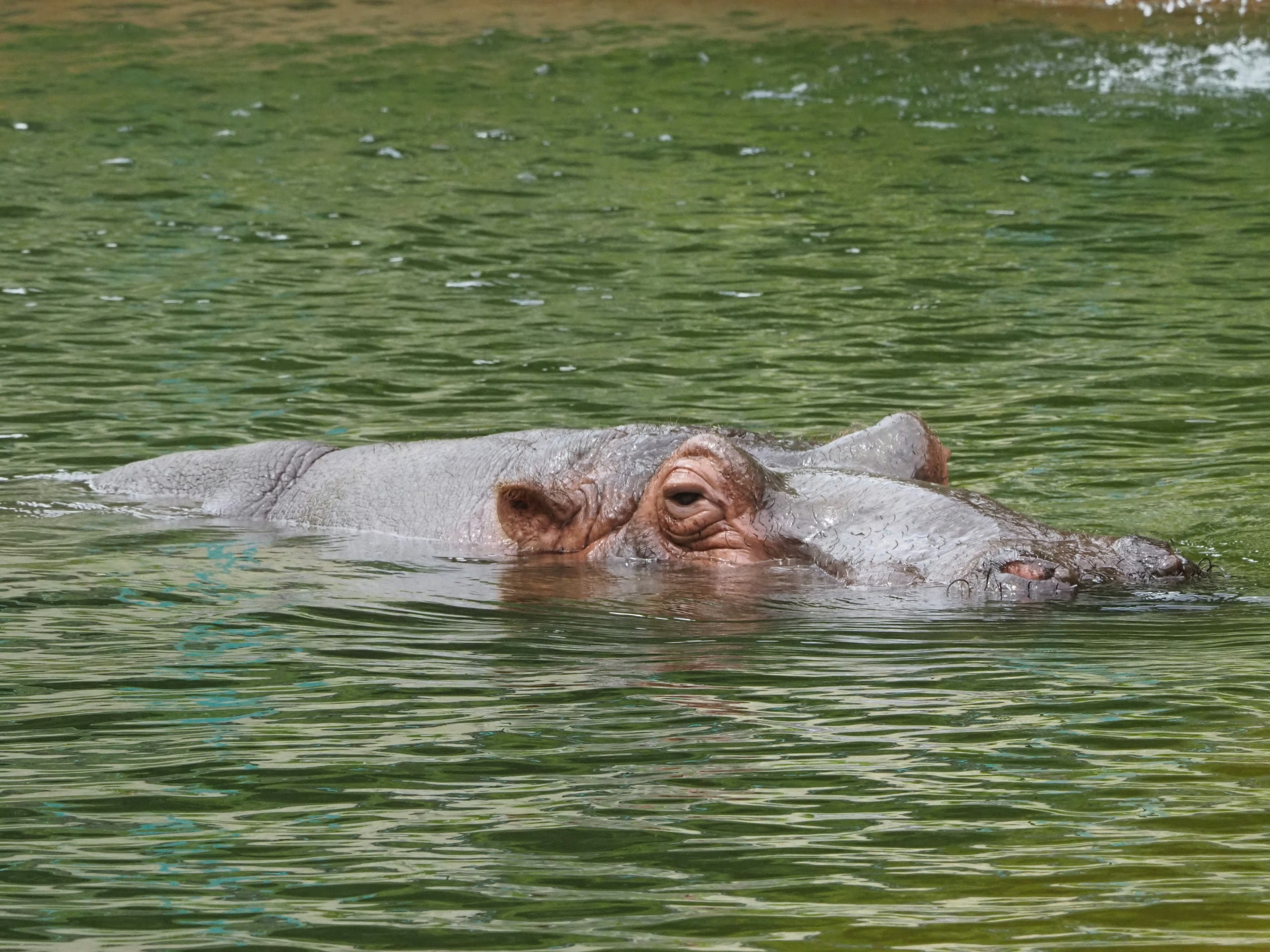 Un hippopotame partiellement immergé dans l'eau verte