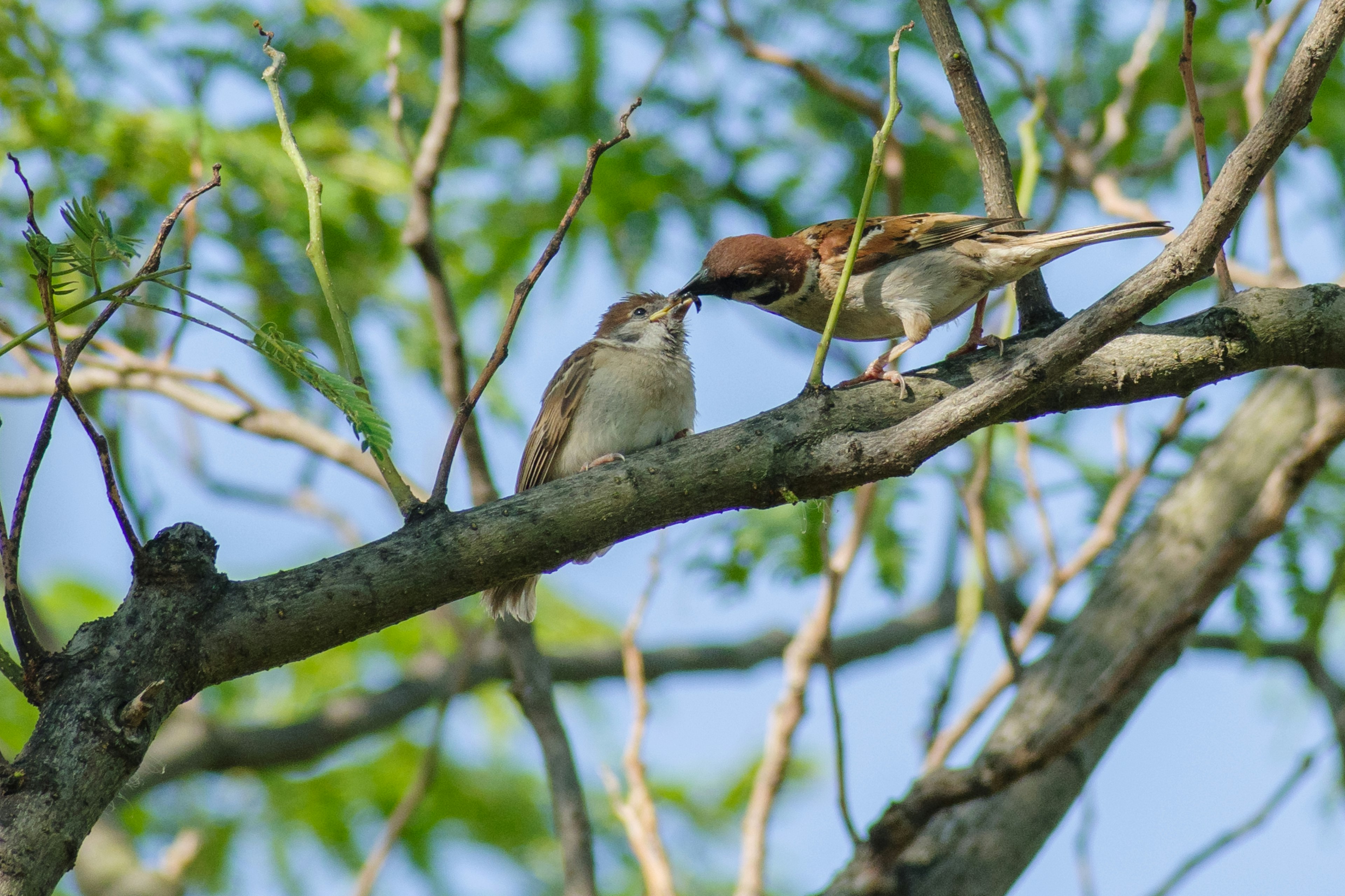 Deux oiseaux perchés sur une branche se faisant face