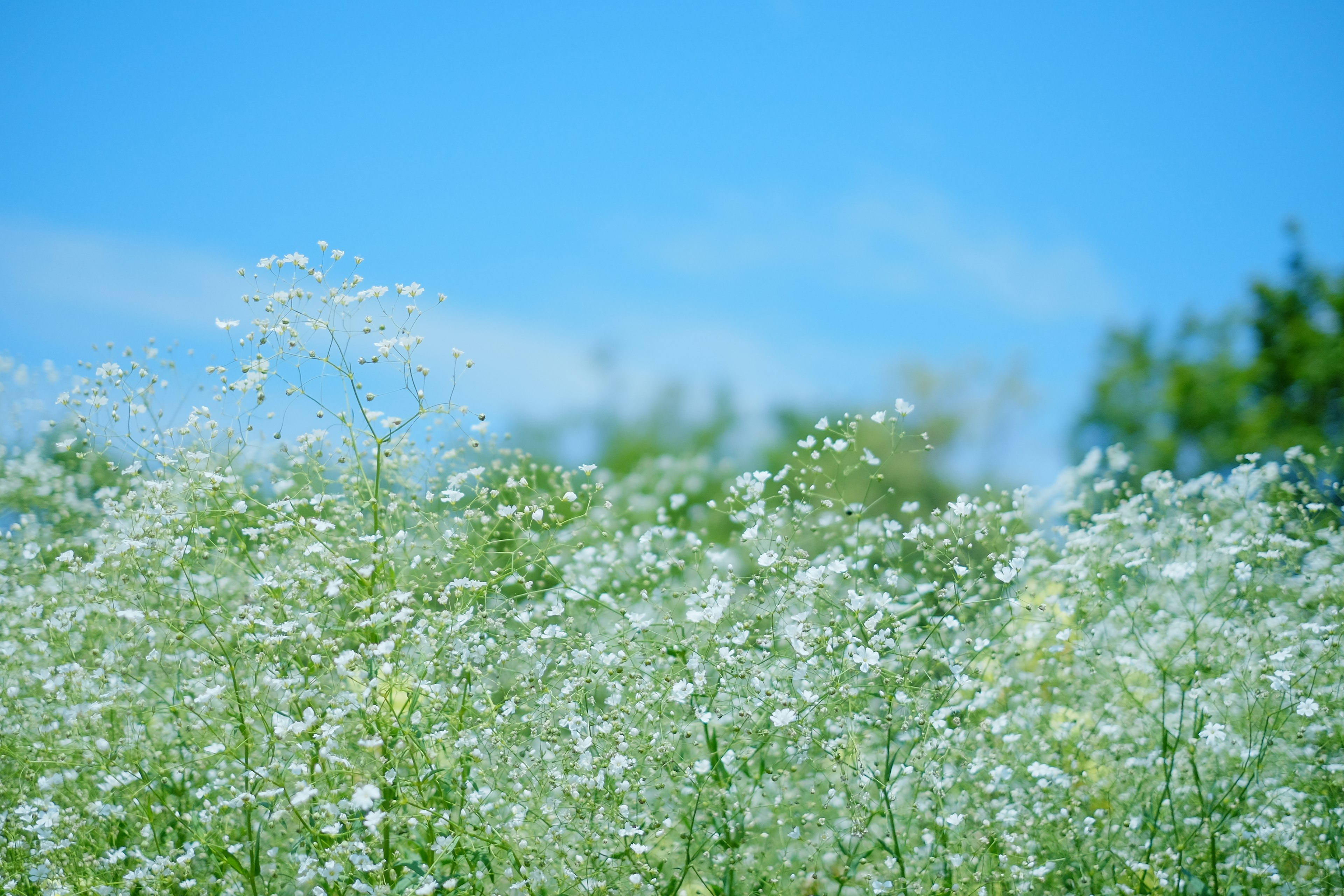 Ein Feld mit weißen Blumen unter einem blauen Himmel