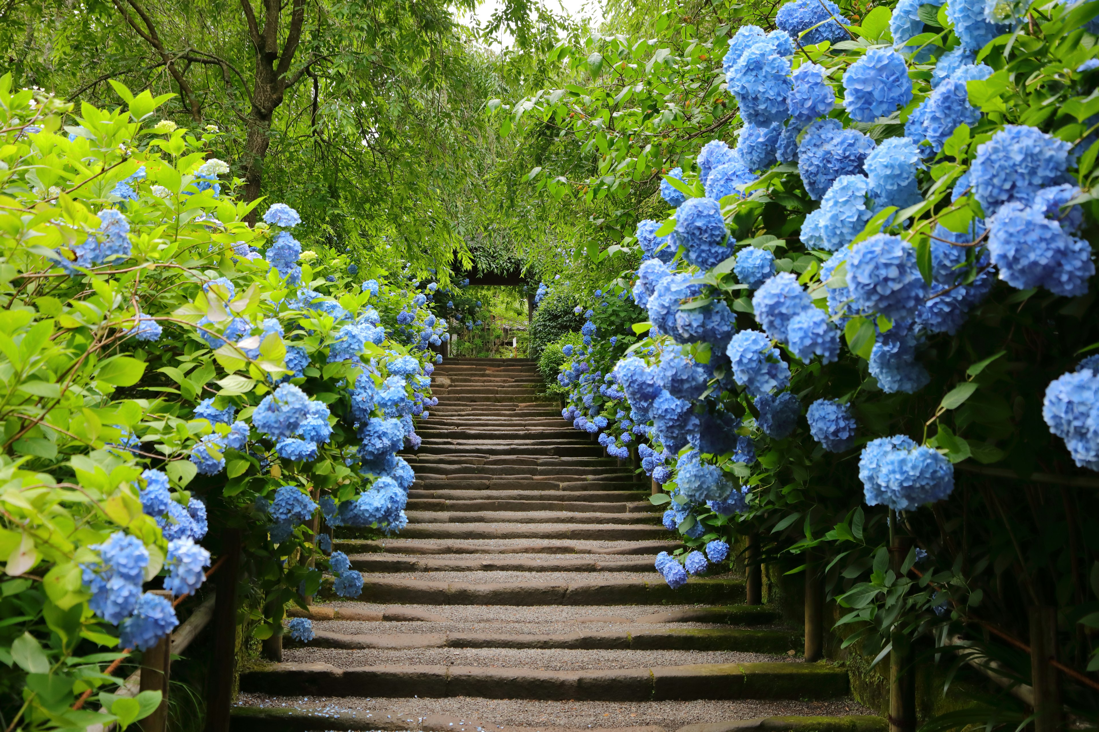 Escalier en pierre bordé d'hortensias bleus en fleurs