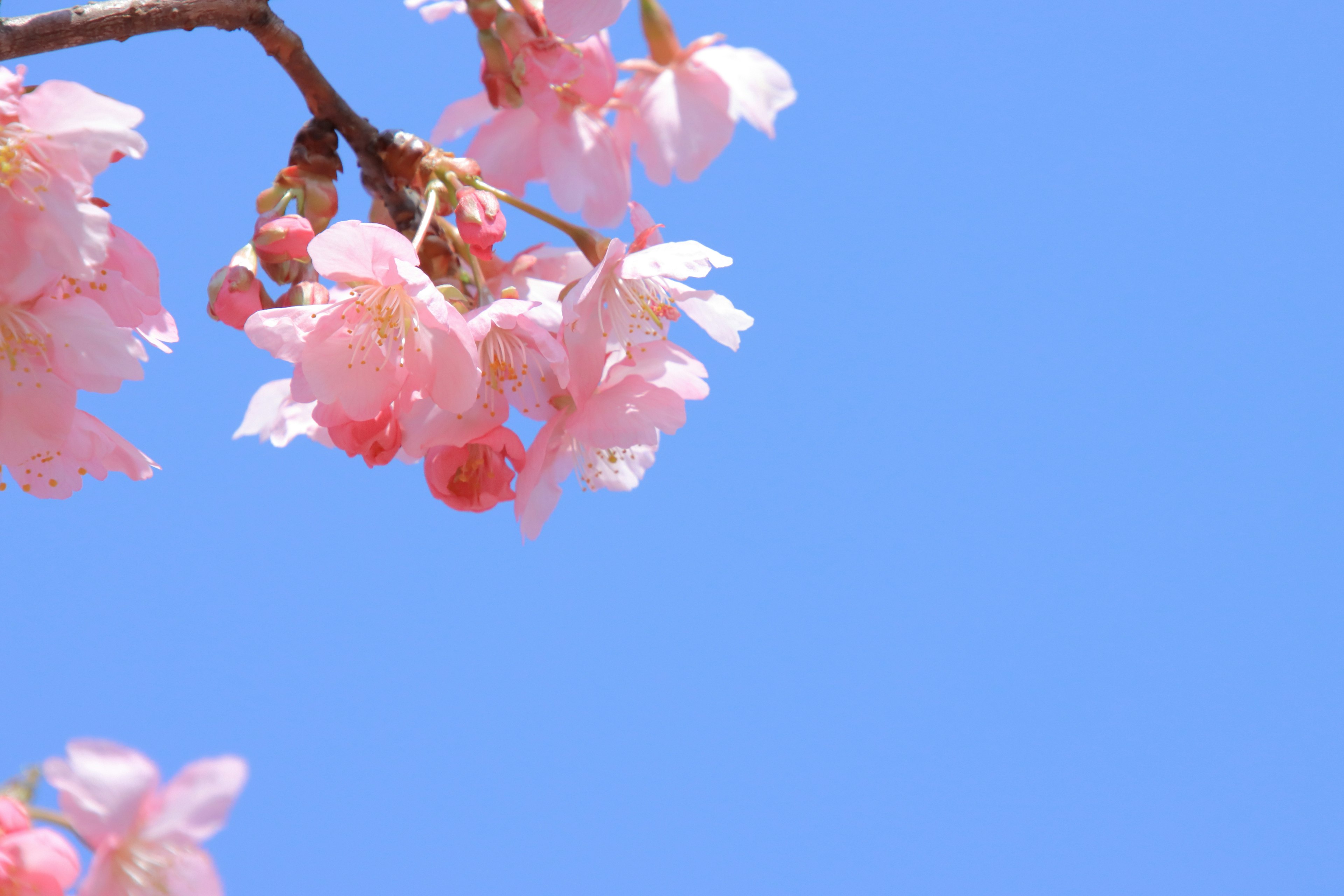 Cherry blossoms blooming against a clear blue sky