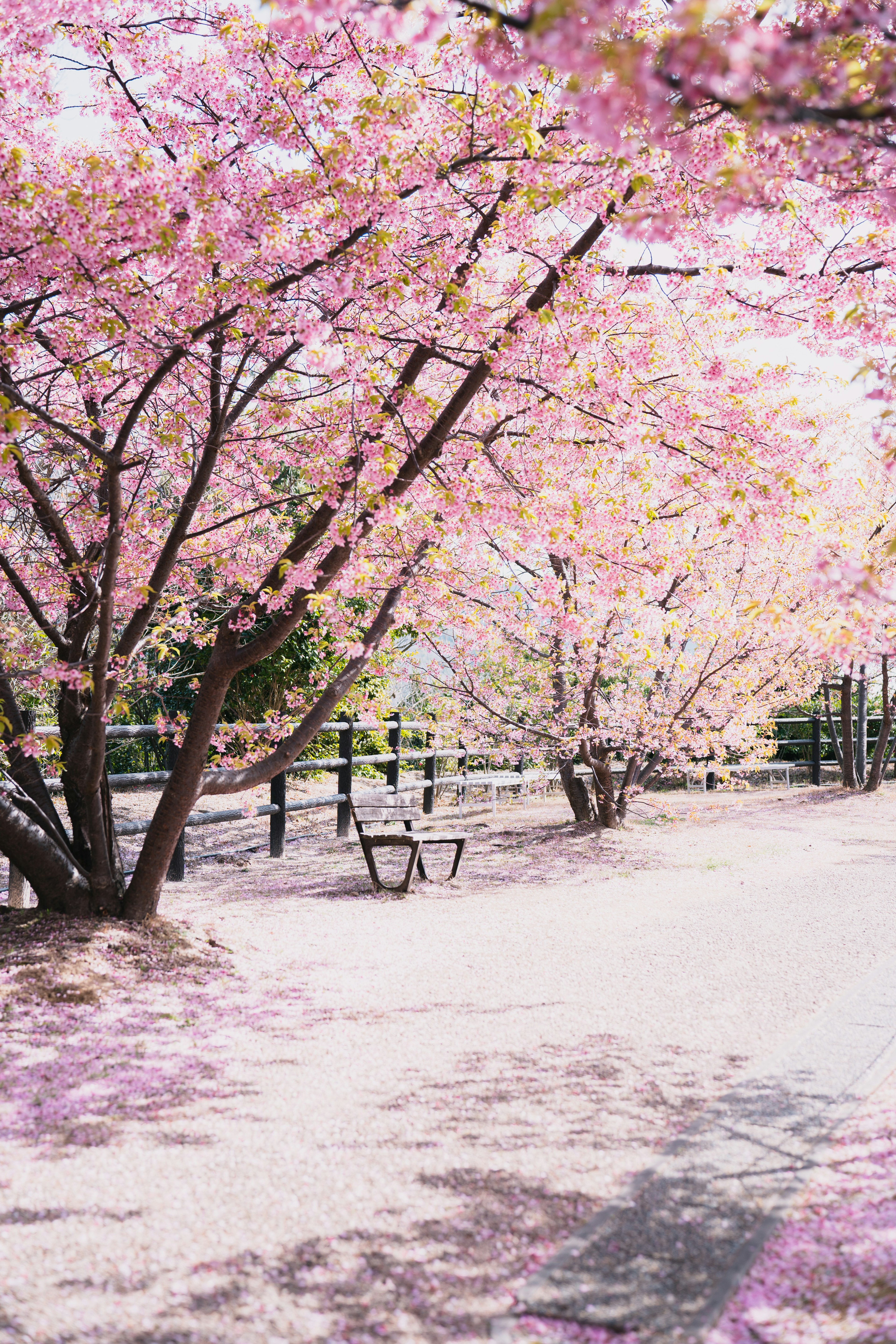 桜の木が並ぶ公園の道に散らばる花びら