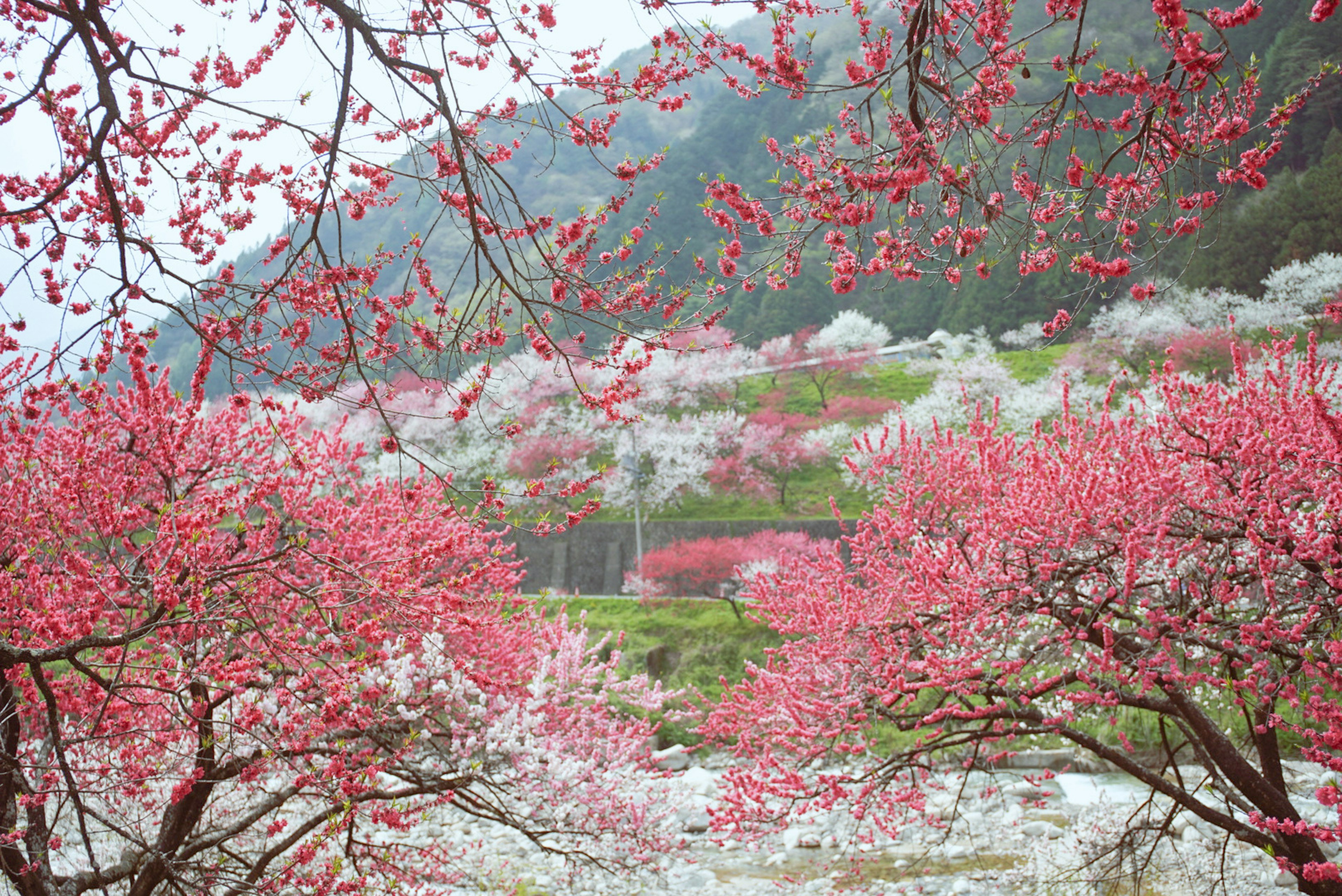 ทิวทัศน์ที่สวยงามพร้อมต้นซากุระที่บานสะพรั่งเป็นสีชมพูและขาว