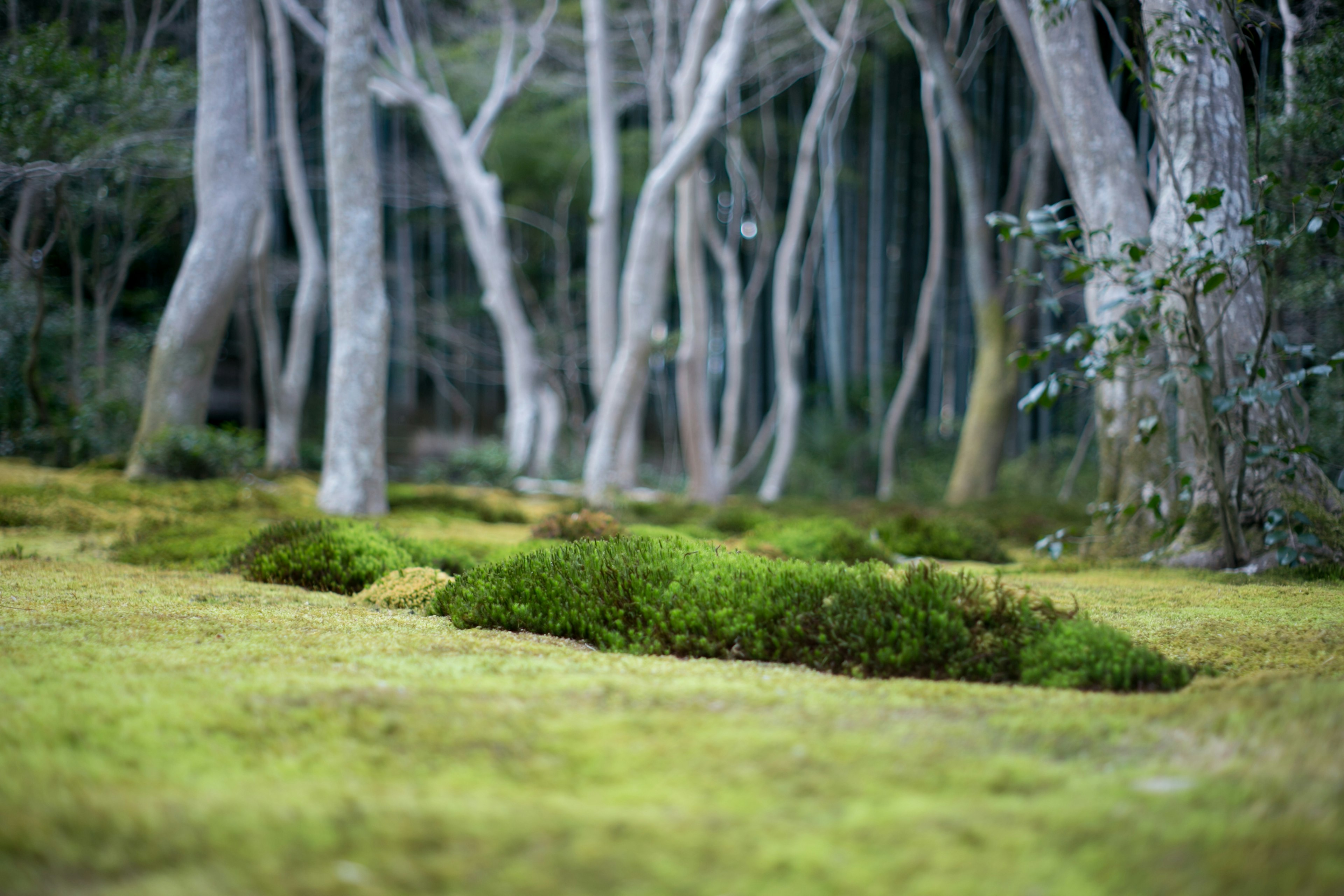 Paisaje forestal sereno con suelo cubierto de musgo verde y árboles delgados