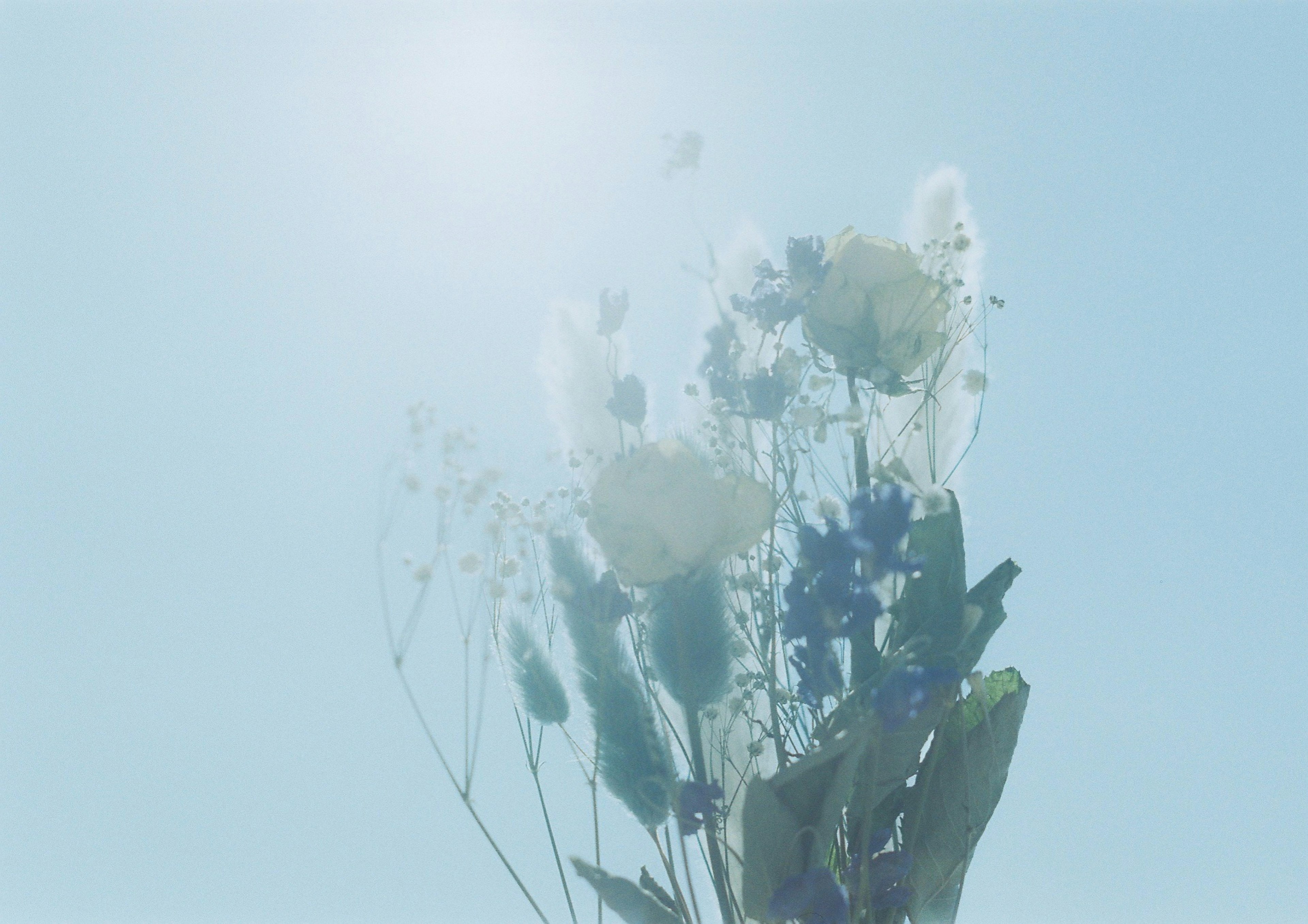 青空の下で咲く花束の画像