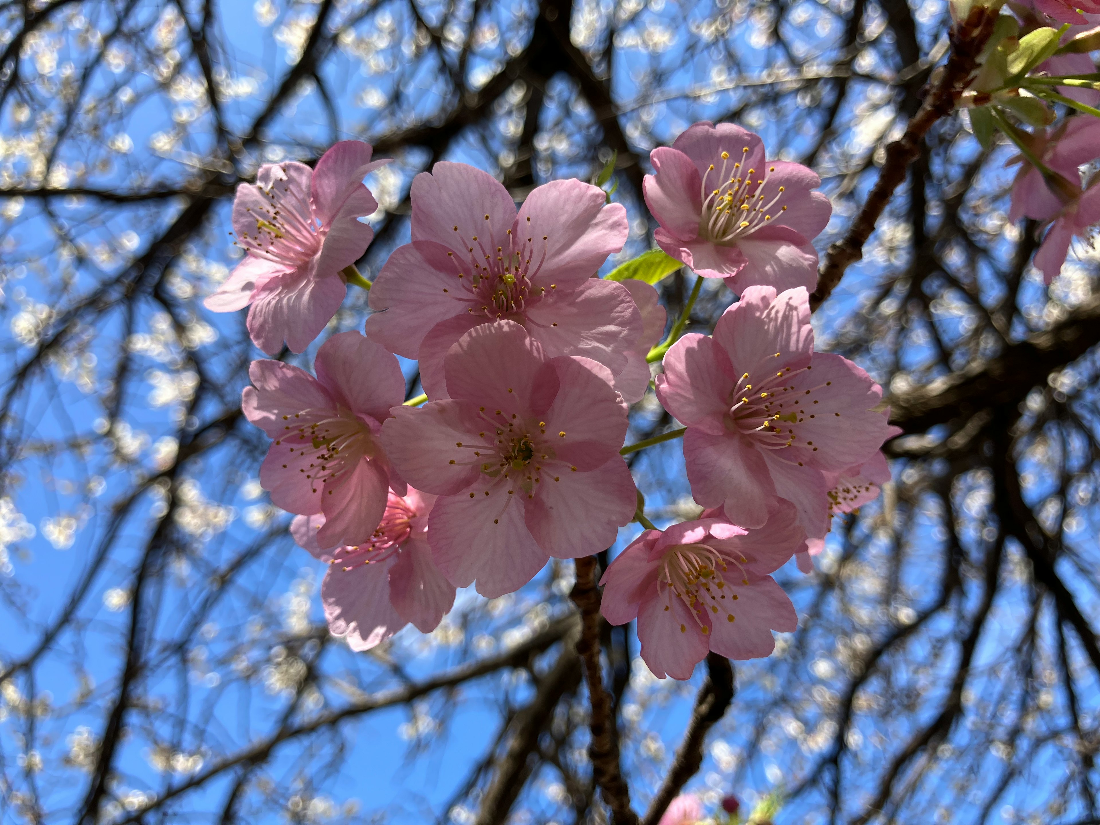 Gros plan de fleurs de cerisier sous un ciel bleu