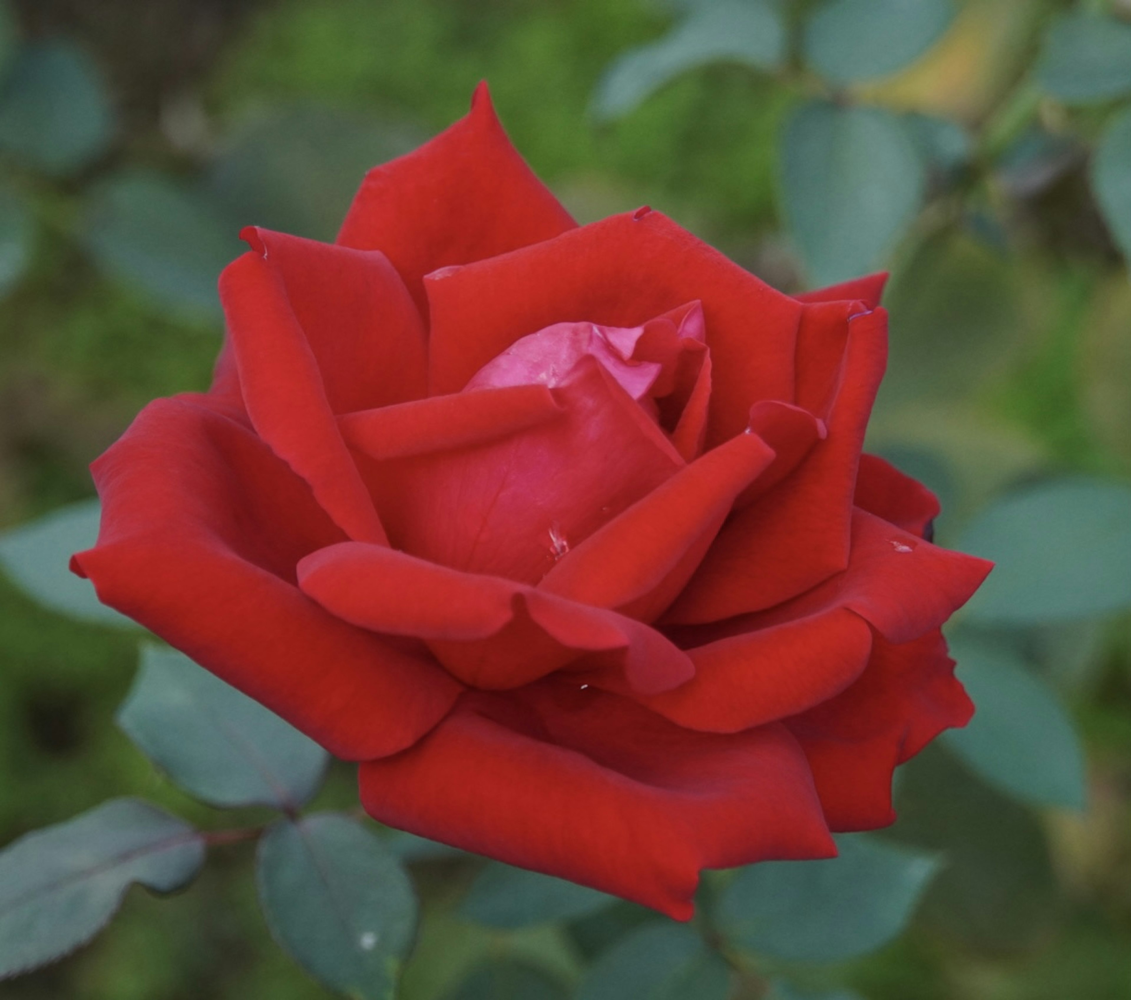 Eine schöne rote Rose mit überlappenden Blütenblättern