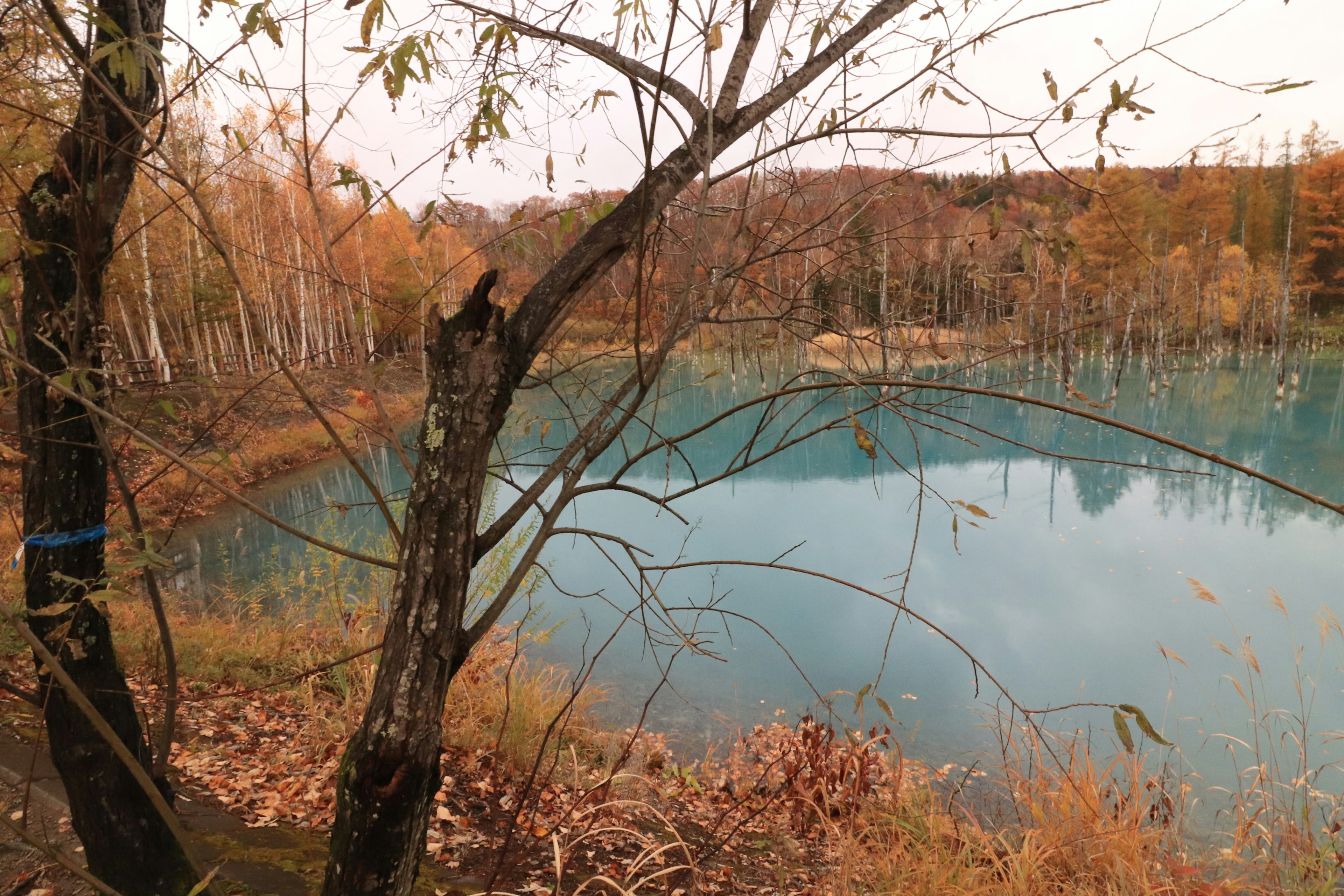 被秋天树木环绕的蓝色湖泊的风景