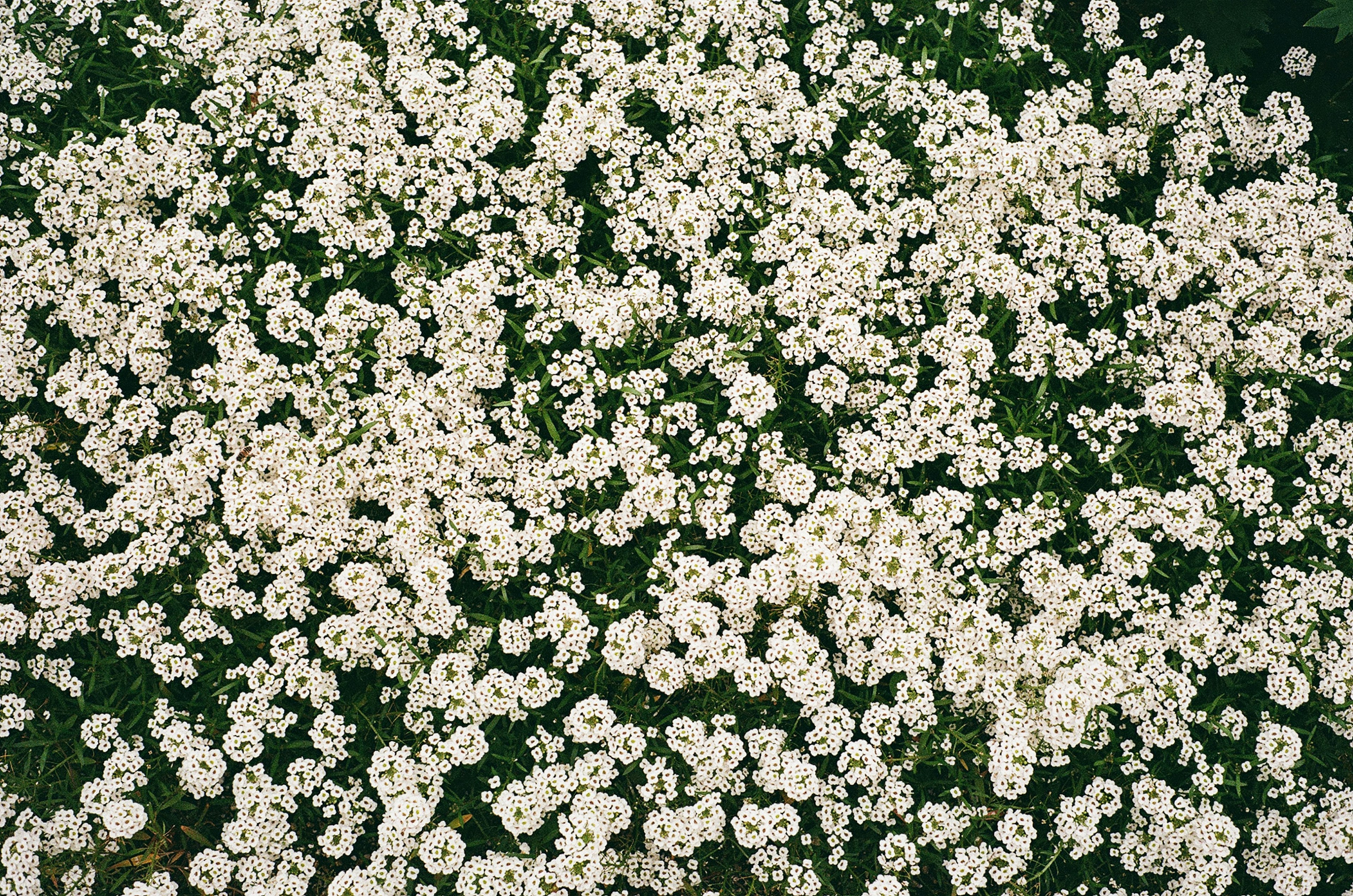 A dense carpet of small white flowers surrounded by green leaves