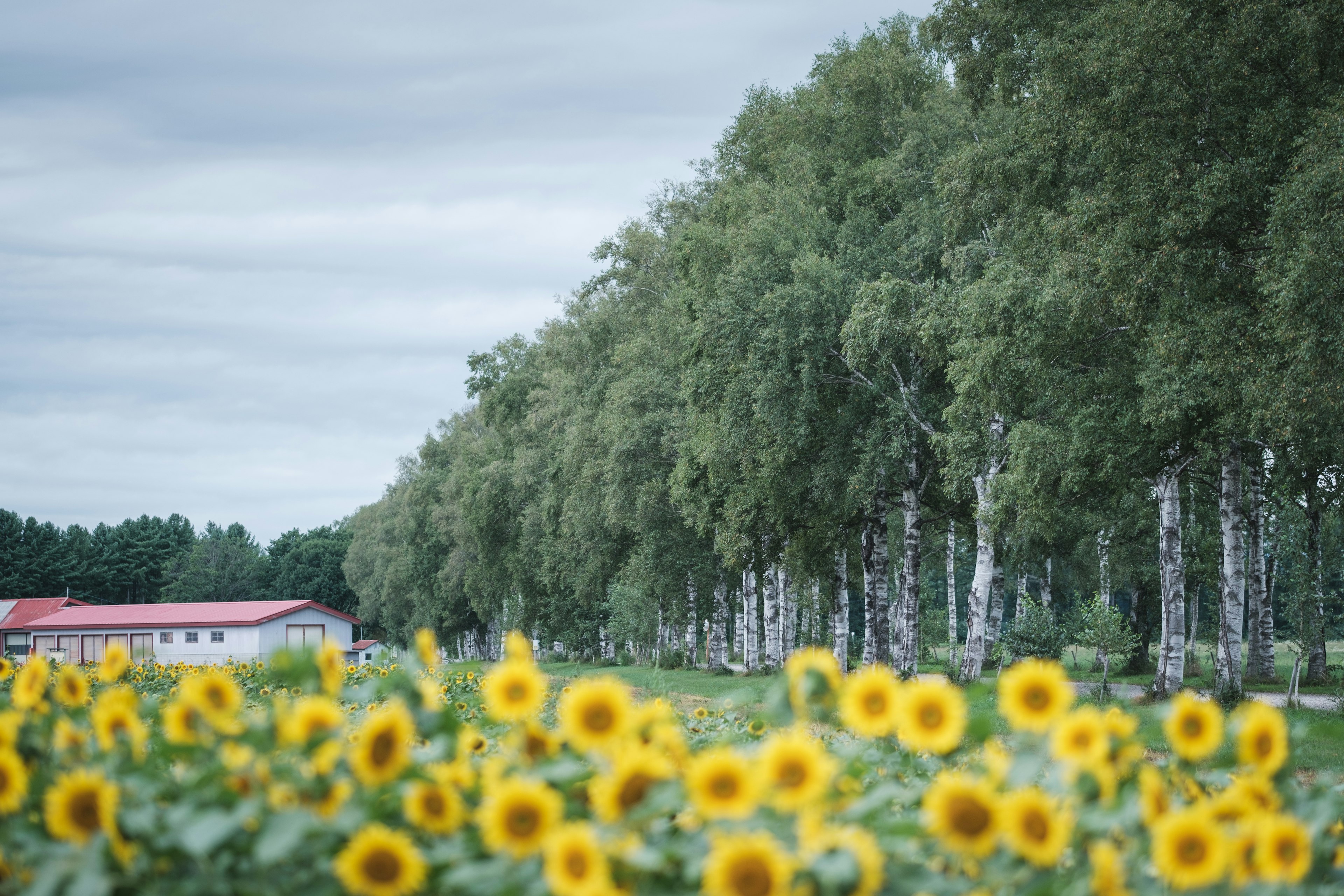 Un campo de girasoles con una fila de abedules al fondo